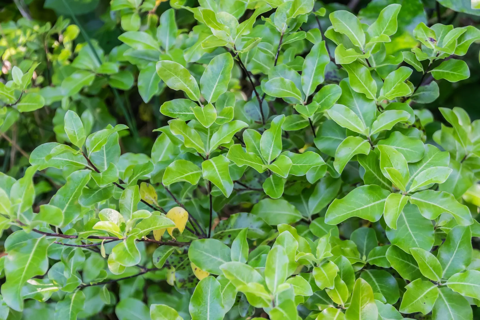 Blackstem Pittosporum (Pittosporum Tenuifolium) — valued for its contrasting dark stems and vibrant green