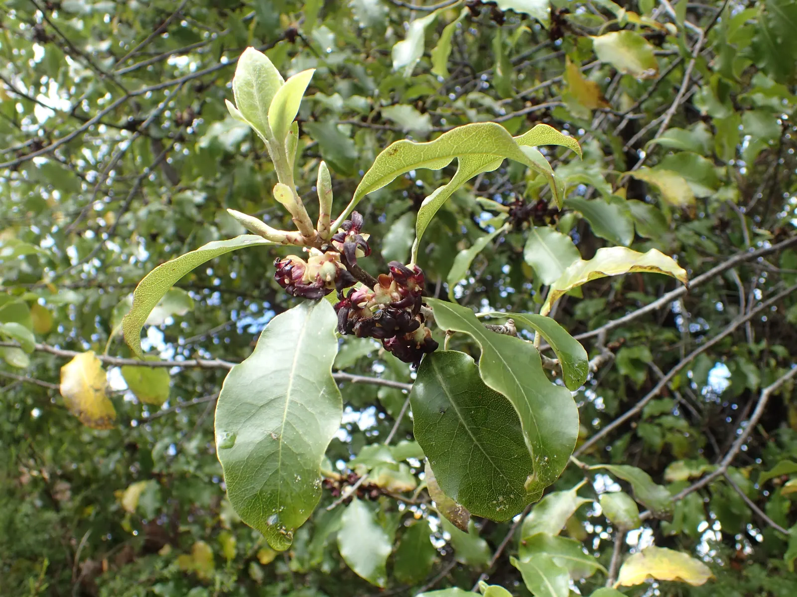 Blackstem Pittosporum (Pittosporum Tenuifolium) — The plant performs best in full sun to partial shade; is an elegant evergreen shrub renowned for, image 66