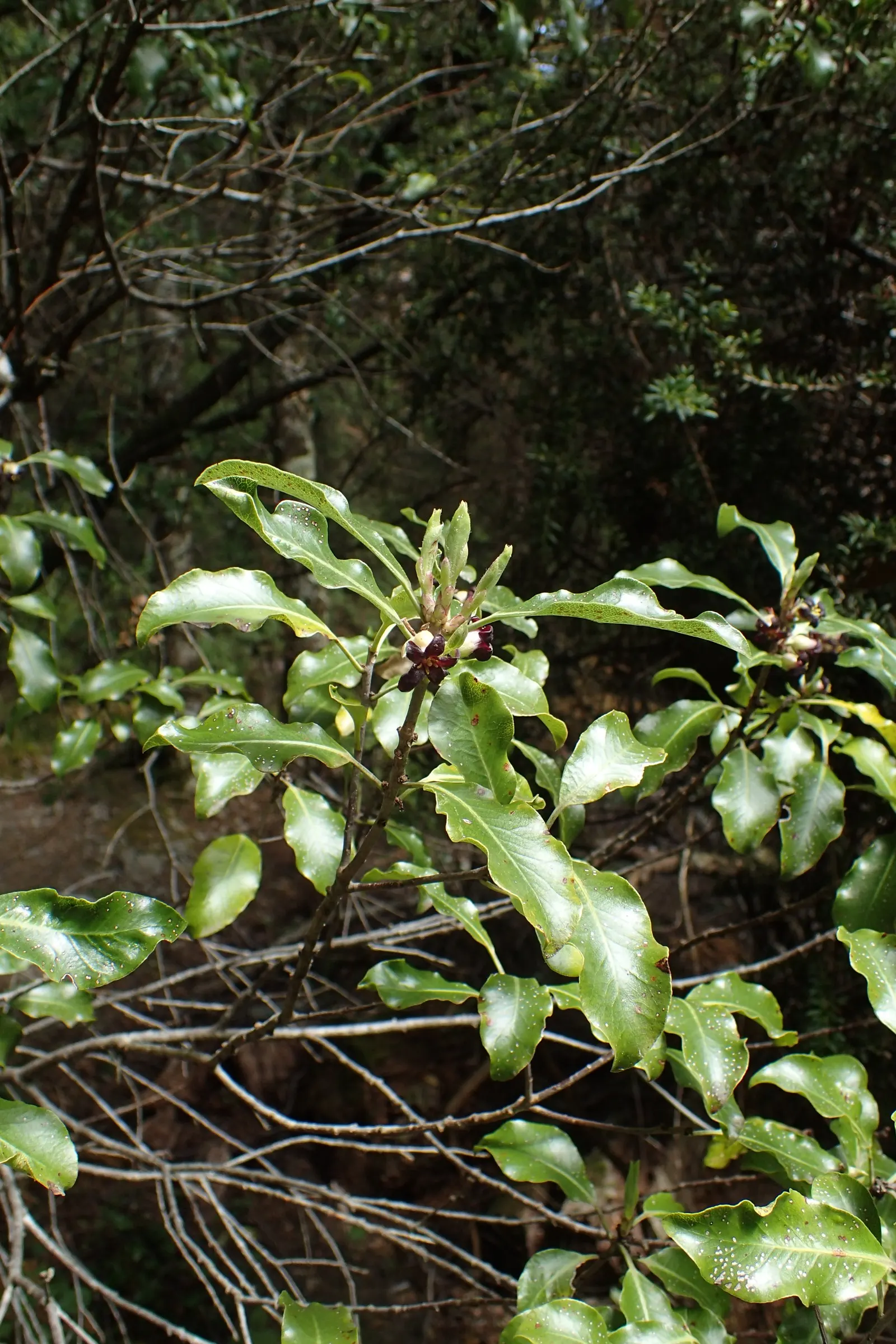 Blackstem Pittosporum (Pittosporum Tenuifolium) — enhancing the aesthetic appeal of any garden space it inhabits; the Blackstem Pittosporum (Pittosporum