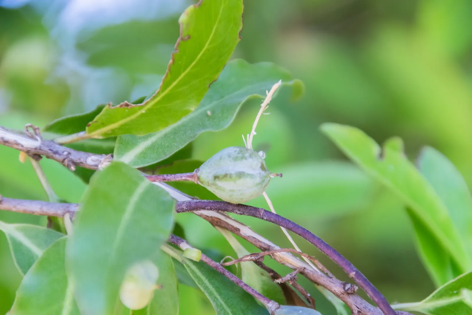 Blackstem Pittosporum (Pittosporum Tenuifolium) — is an elegant evergreen shrub renowned for both its architectural form and resilience; with a, image 59