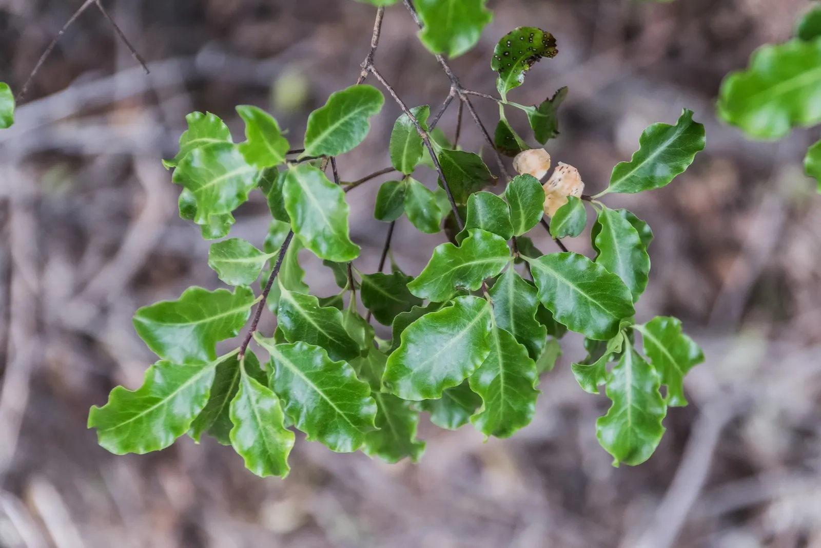 Blackstem Pittosporum (Pittosporum Tenuifolium) — The plant performs best in full sun to partial shade; is an elegant evergreen shrub renowned for both its