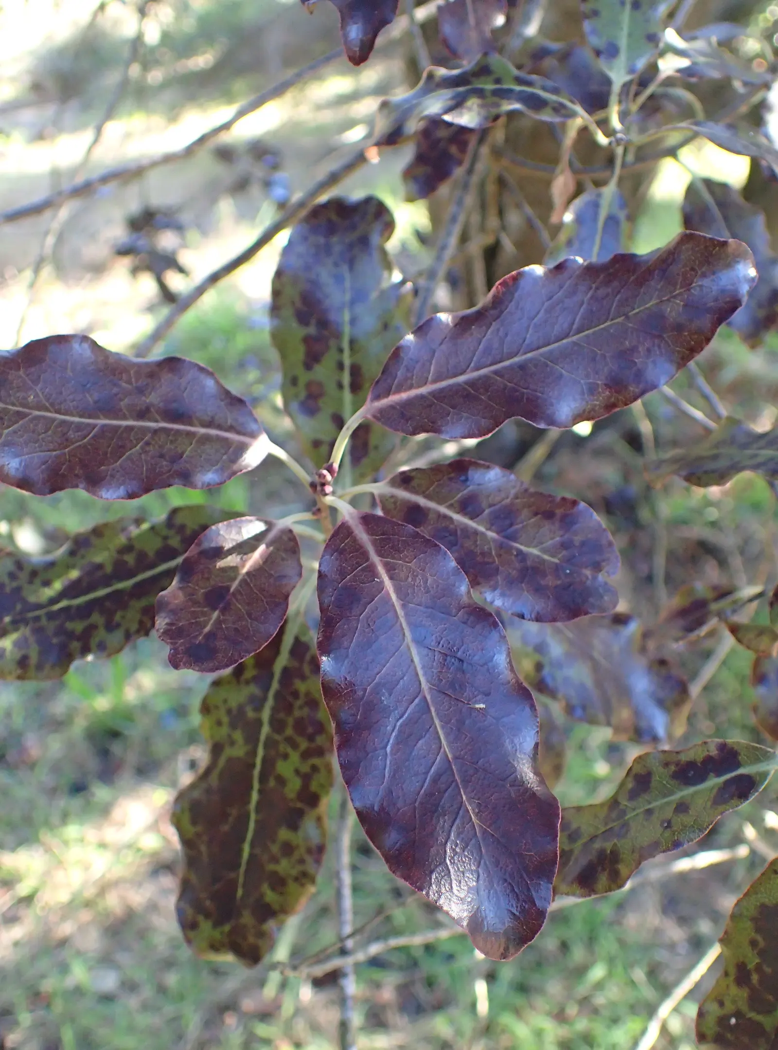 Blackstem Pittosporum (Pittosporum Tenuifolium) — valued for its contrasting dark stems and vibrant green; this species boasts a moderate growth rate and can