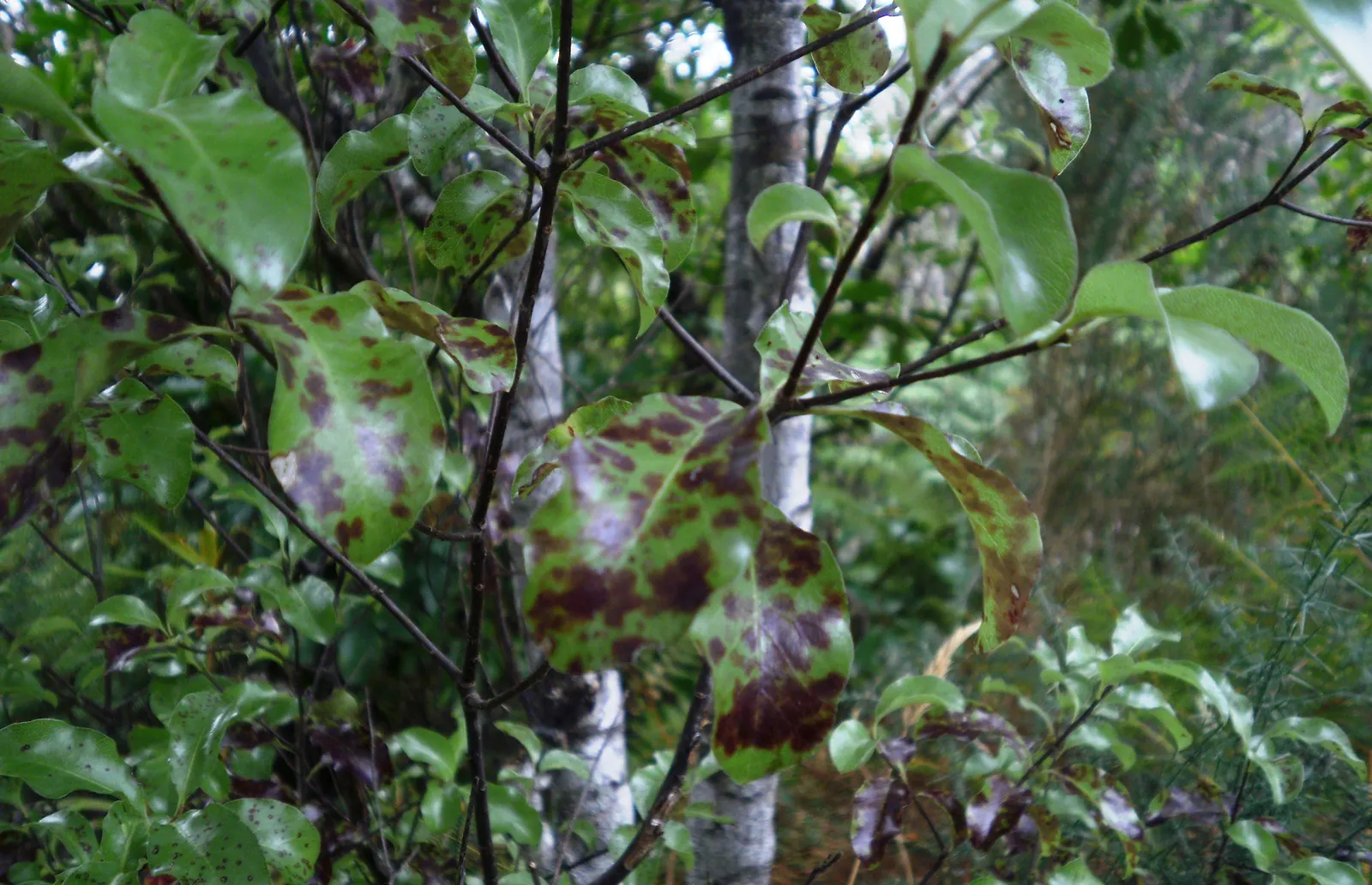 Blackstem Pittosporum (Pittosporum Tenuifolium) — shrub with purple blooms