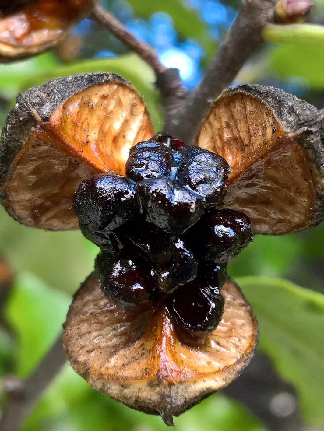Blackstem Pittosporum (Pittosporum Tenuifolium) — The Blackstem Pittosporum (Pittosporum tenuifolium) is an evergreen shrub