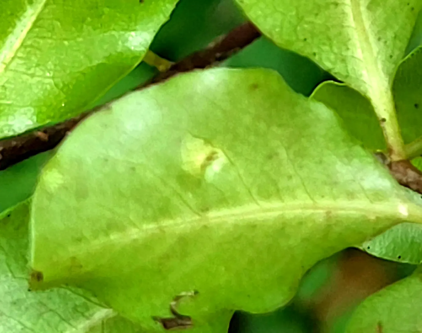 Blackstem Pittosporum (Pittosporum Tenuifolium) — this species boasts a moderate growth rate and can be a striking addition as a screen; shrub with, image 61