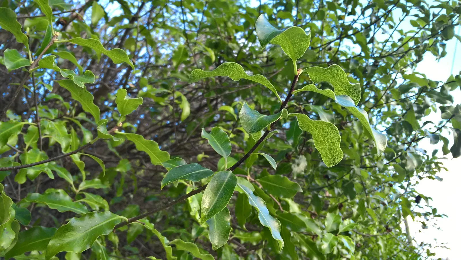 Blackstem Pittosporum (Pittosporum Tenuifolium) — purple-hued flowers emit a subtle fragrance in late spring; requiring minimal upkeep once established