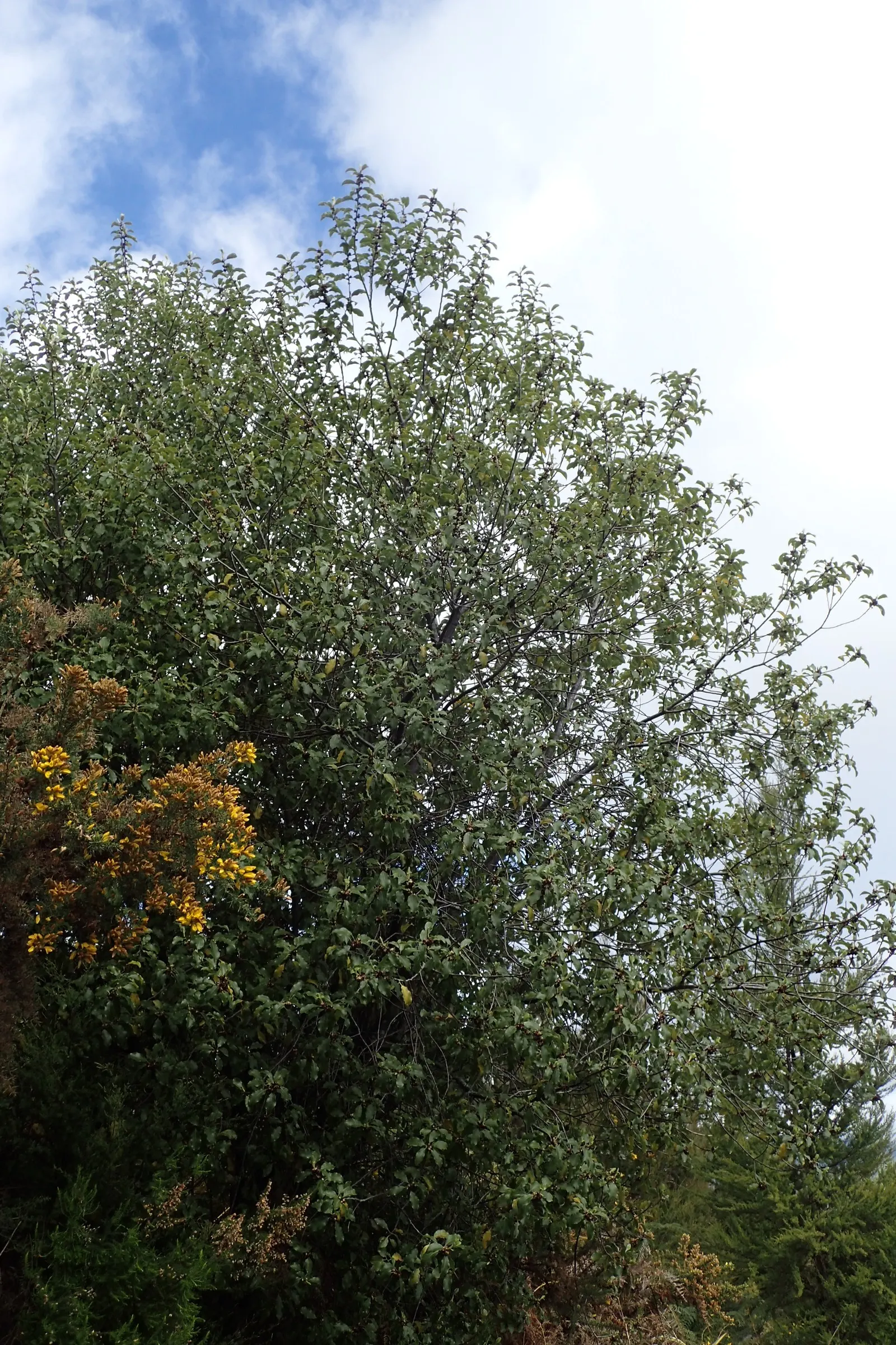 Blackstem Pittosporum (Pittosporum Tenuifolium) — dark purple flowers largely hidden by the foliage; purple flowers in the garden