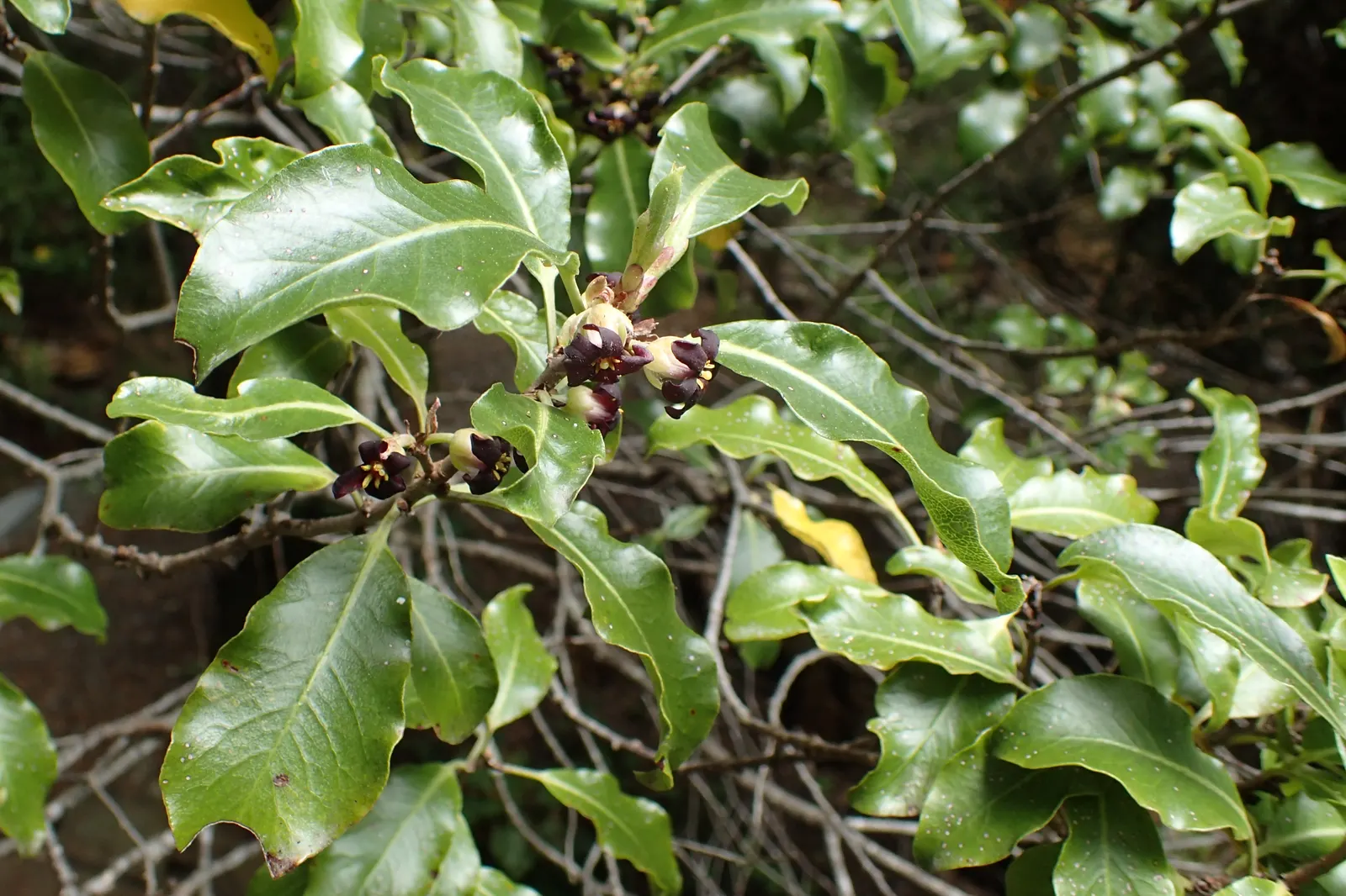 Blackstem Pittosporum (Pittosporum Tenuifolium) — Pittosporum tenuifolium thrives in USDA zones 8 to 10; low maintenance by nature