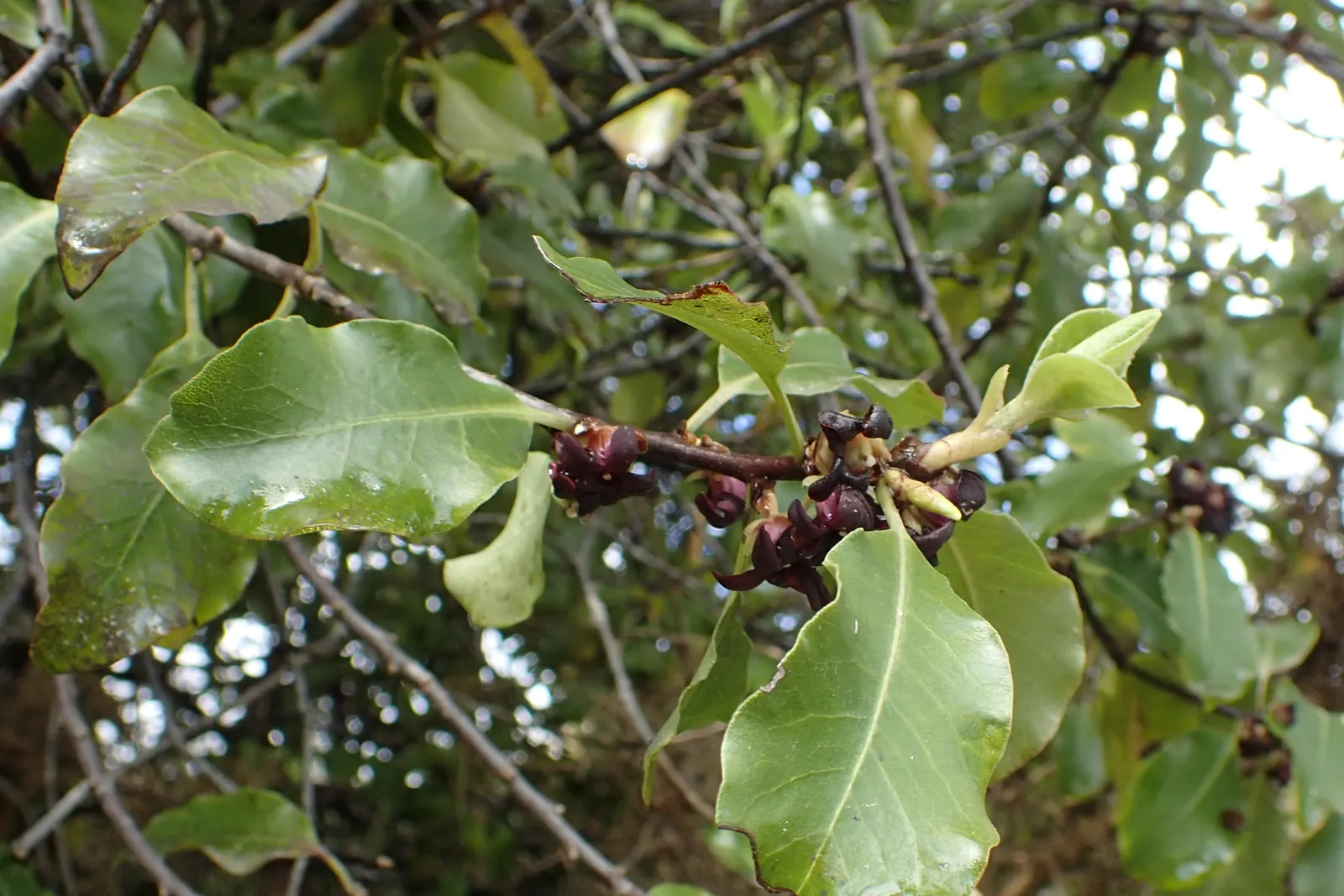 Blackstem Pittosporum (Pittosporum Tenuifolium) — dark purple-black stems create a striking contrast to the wavy; enhancing its appeal in hedges or, image 62