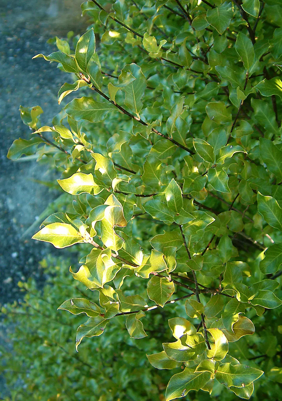 Blackstem Pittosporum (Pittosporum Tenuifolium) — scientifically known as Pittosporum tenuifolium; mature plants reach 10 to 20 feet in height, with a similar