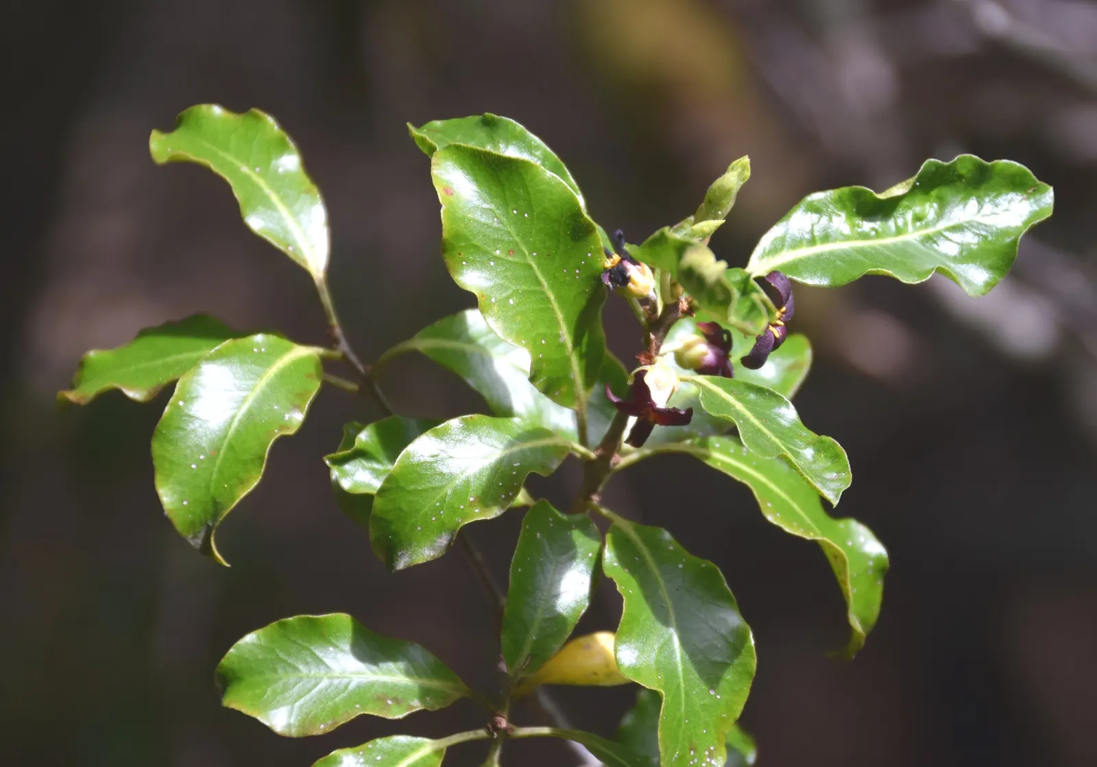 Blackstem Pittosporum (Pittosporum Tenuifolium) — shrub for full; enhancing the aesthetic appeal of any garden space it inhabits