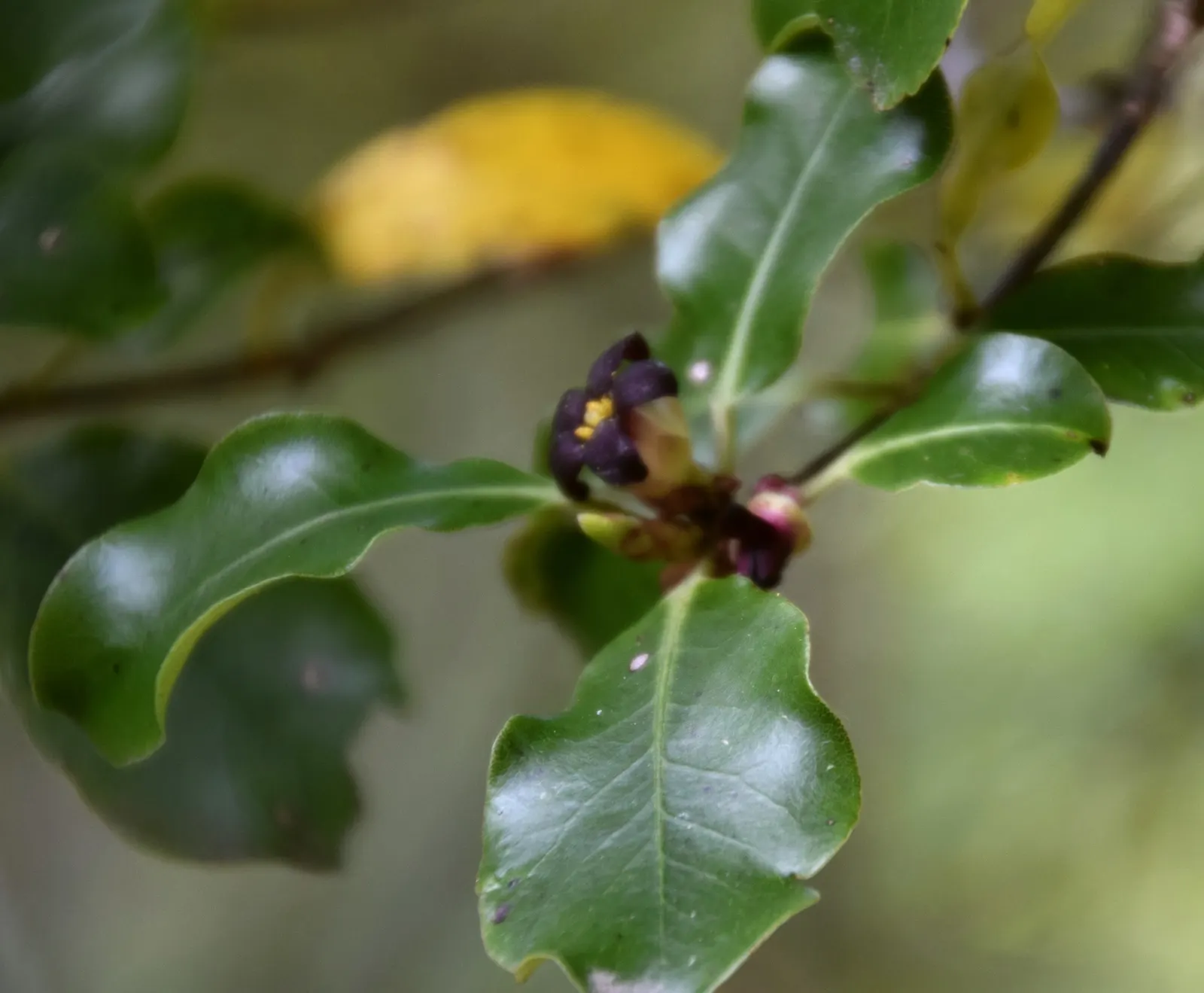 Blackstem Pittosporum (Pittosporum Tenuifolium) — scientifically known as Pittosporum tenuifolium; mature plants reach 10 to 20 feet in height, image 58