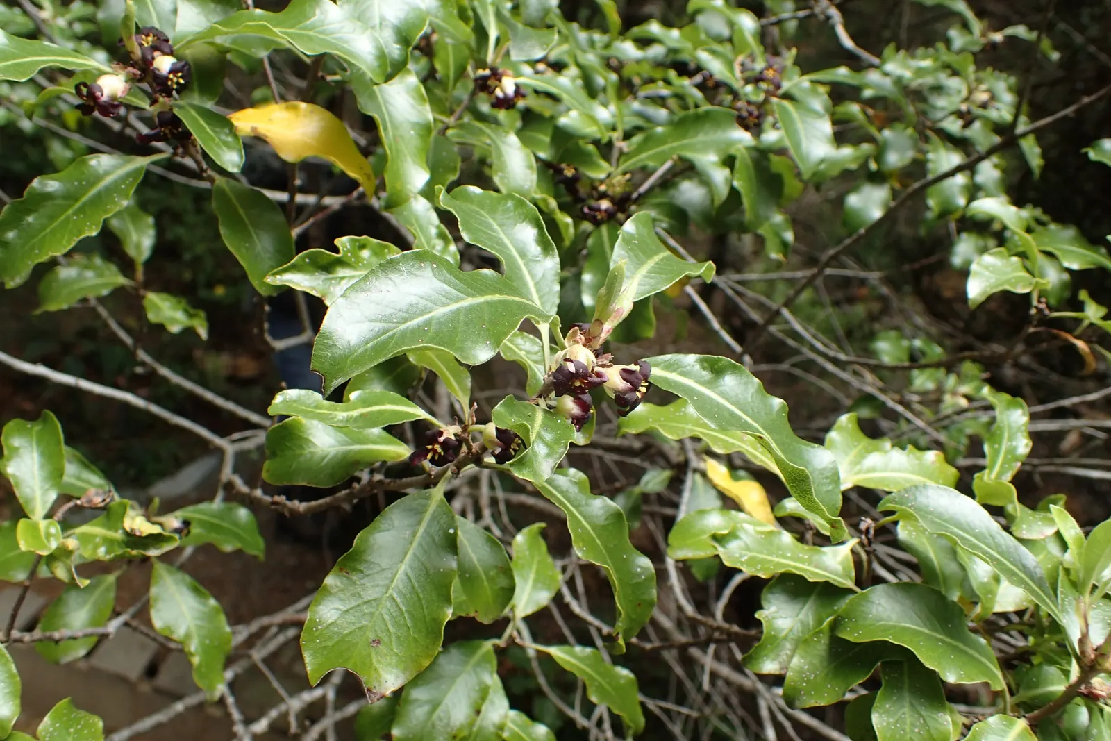 Blackstem Pittosporum (Pittosporum Tenuifolium) — Tolerant of various soils, it thrives in USDA zones 8-10; shrub for full