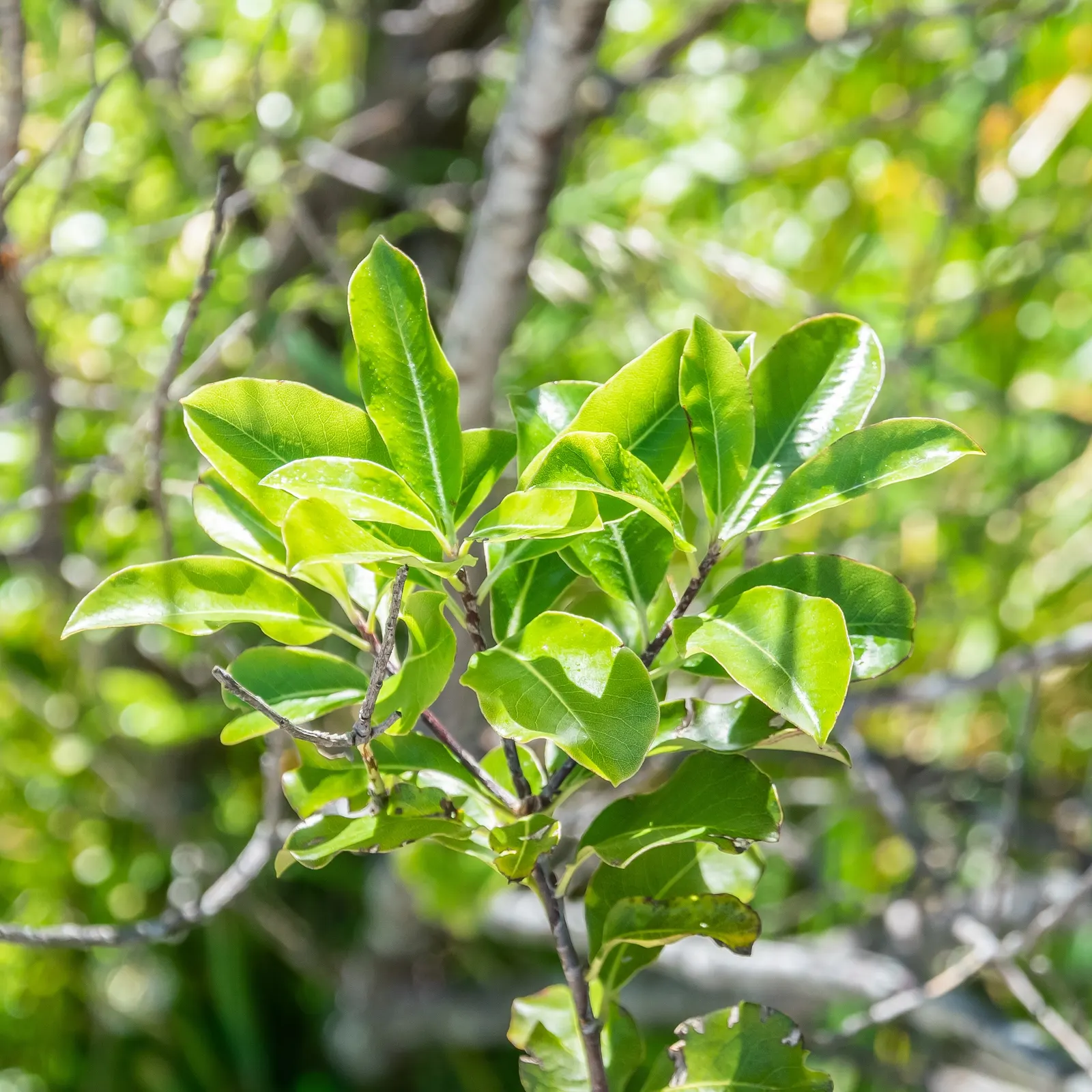 Blackstem Pittosporum (Pittosporum Tenuifolium) — Mature plants reach 10 to 20 feet in height, with a similar spread; dark purple flowers largely, image 53