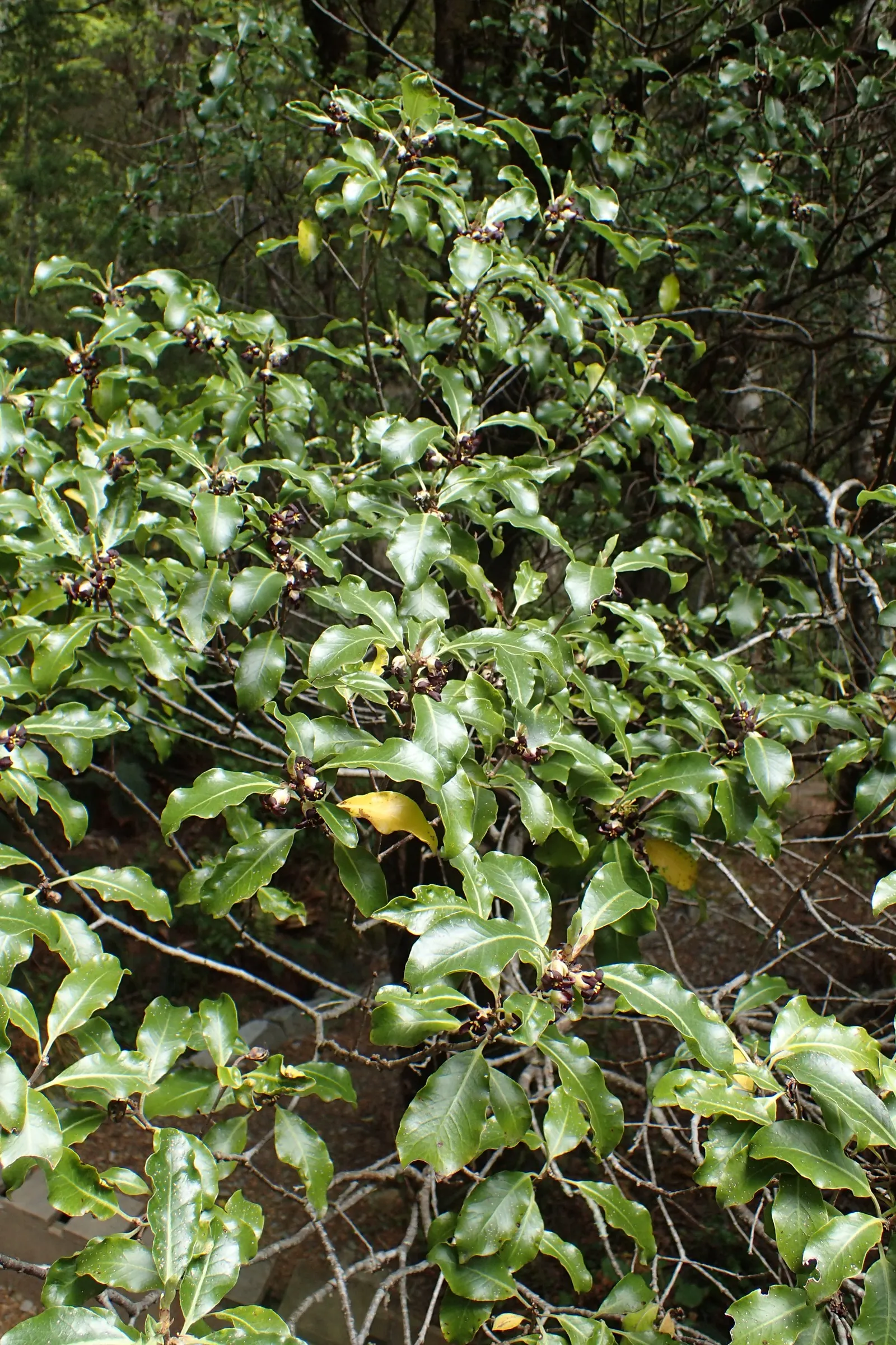 Blackstem Pittosporum (Pittosporum Tenuifolium) — yet these blossoms contribute to the beauty of this shrub with their sweet scent; purple-hued flowers emit a