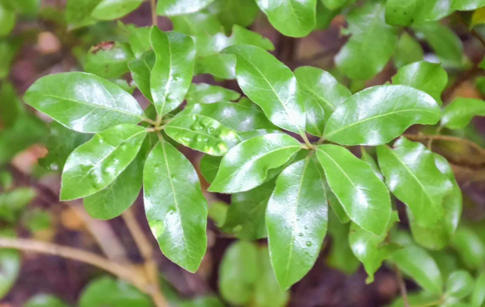 Blackstem Pittosporum (Pittosporum Tenuifolium) — shrub with purple blooms; indicative of its tolerance to a wide temperature range down to about 10 degrees