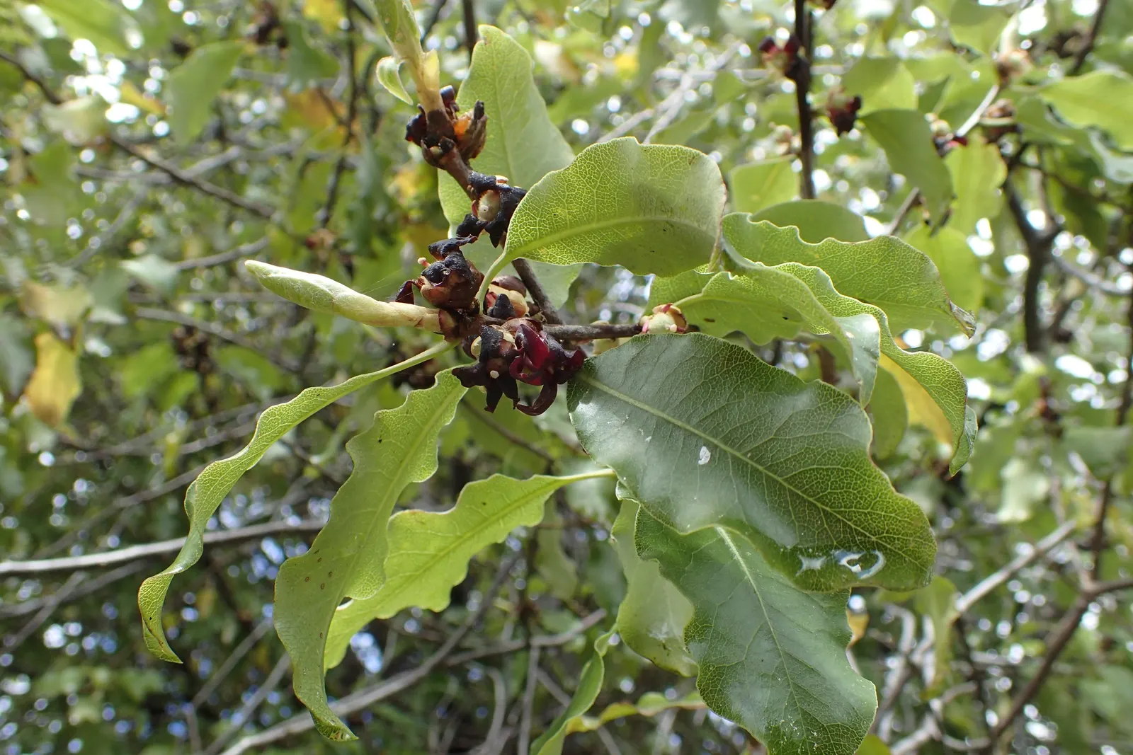 Blackstem Pittosporum (Pittosporum Tenuifolium) — Pittosporum tenuifolium thrives in USDA zones 8 to 10; low maintenance by nature, image 64