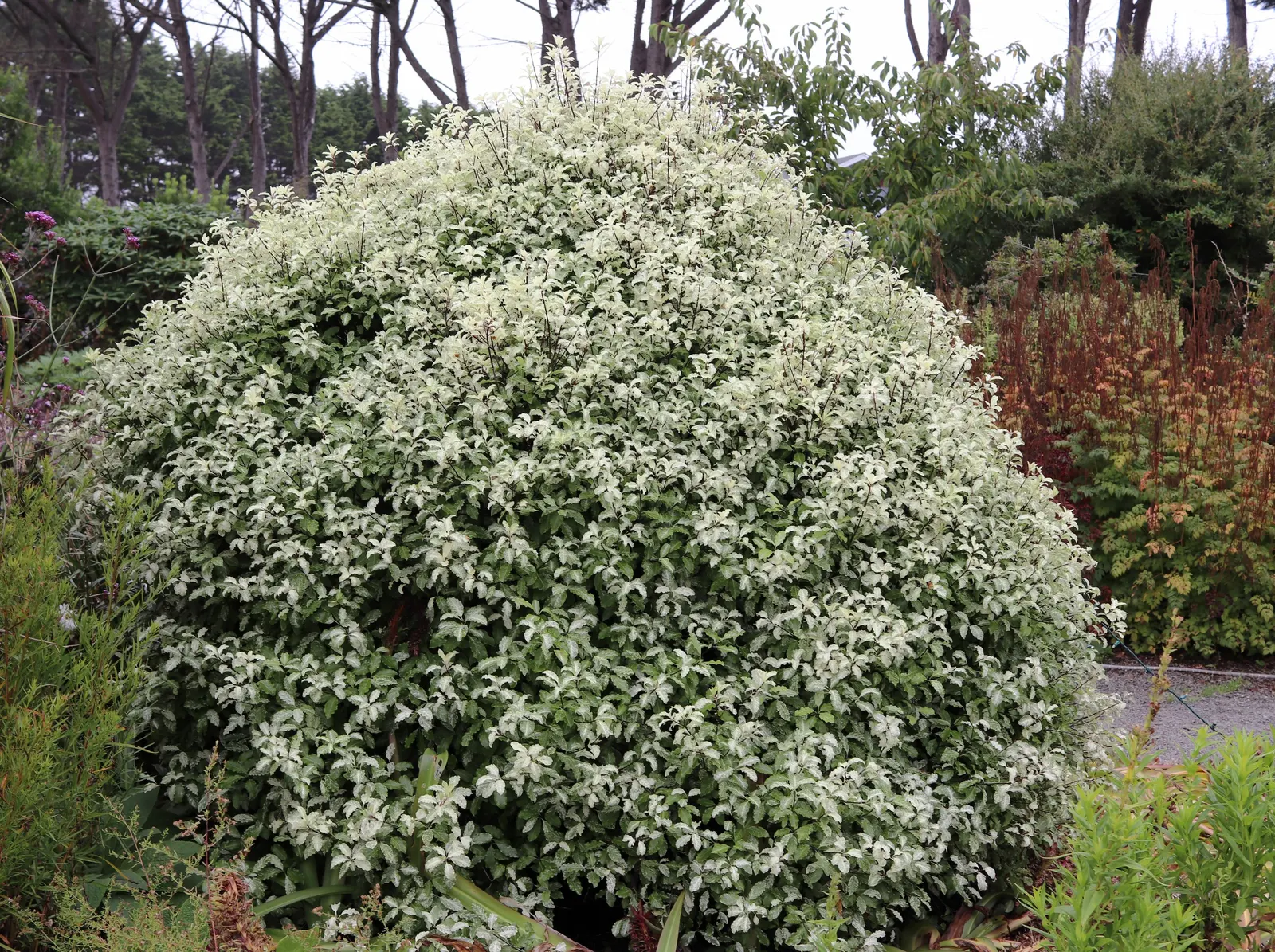 Blackstem Pittosporum (Pittosporum Tenuifolium) — honey-like fragrance when bruised.<br><br>In terms of climate preferences, image 38