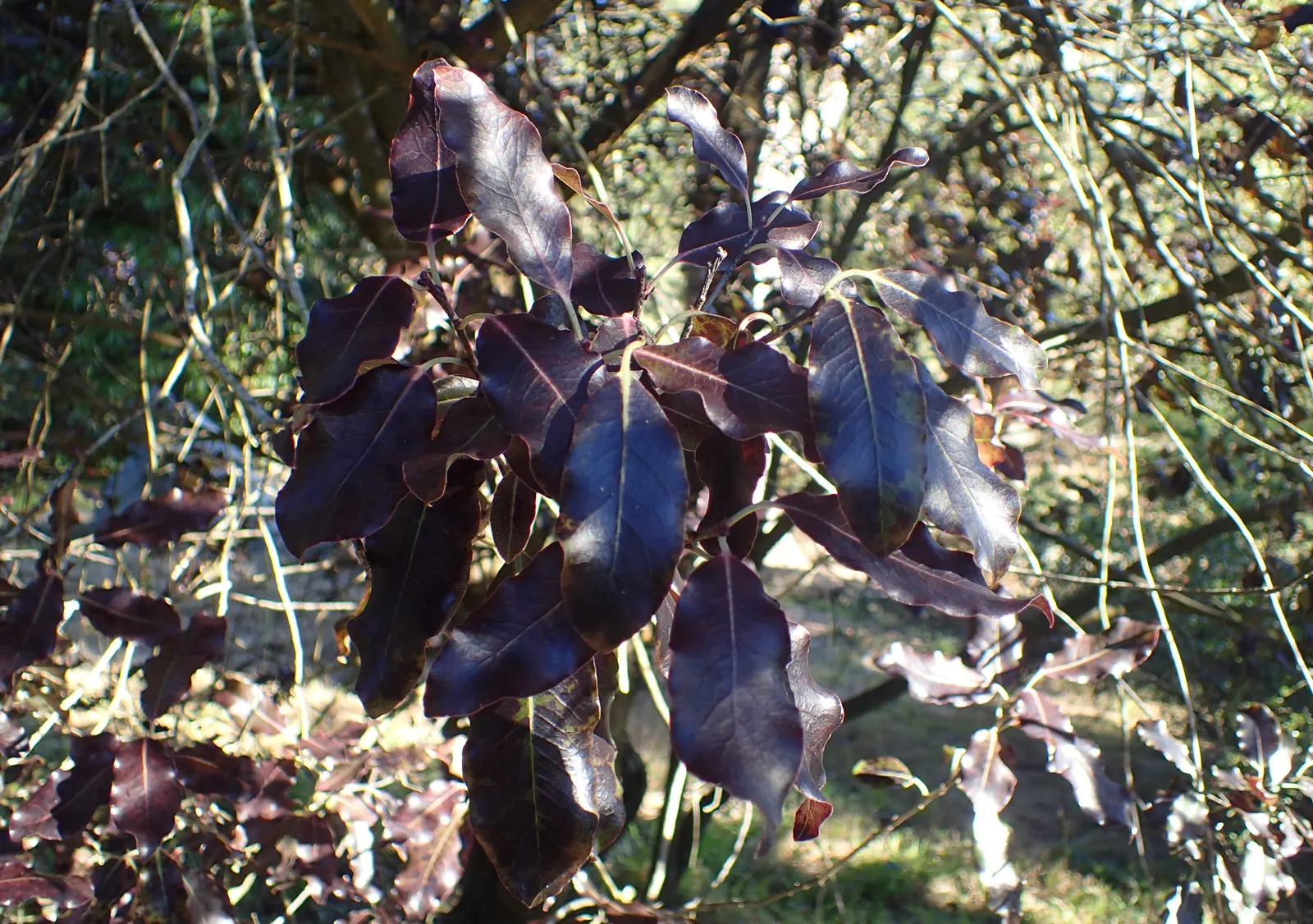 Blackstem Pittosporum (Pittosporum Tenuifolium) — It is adaptable to various soil types; the plant performs best in full sun to partial shade, image 67