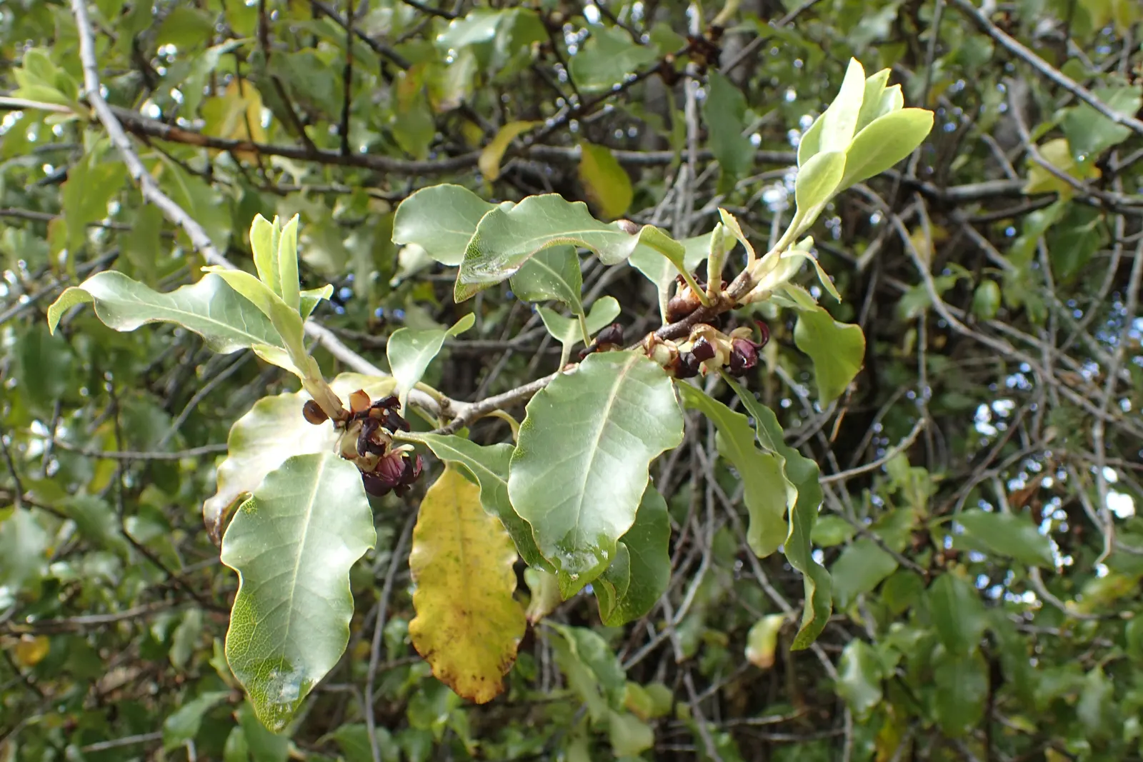 Blackstem Pittosporum (Pittosporum Tenuifolium) — Low maintenance by nature; dark purple-black stems create a striking contrast to the wavy