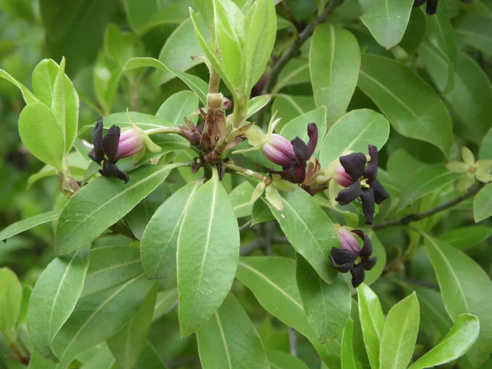 Blackstem Pittosporum (Pittosporum Tenuifolium) — valued for its contrasting dark stems and vibrant green; this species boasts a moderate growth, image 52