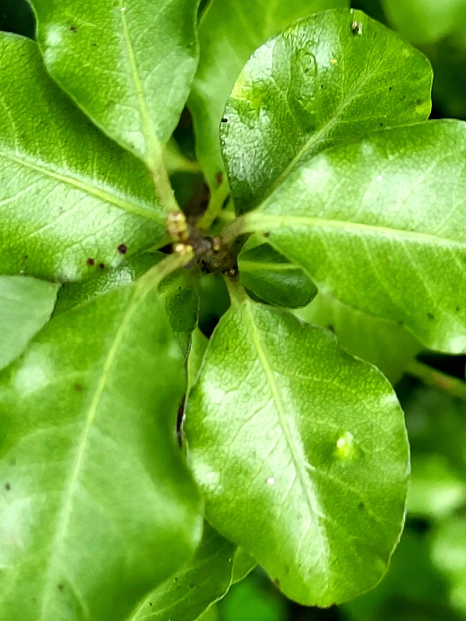 Blackstem Pittosporum (Pittosporum Tenuifolium) — with a spread of 5 to 10 feet; it is adaptable to various soil types, image 60