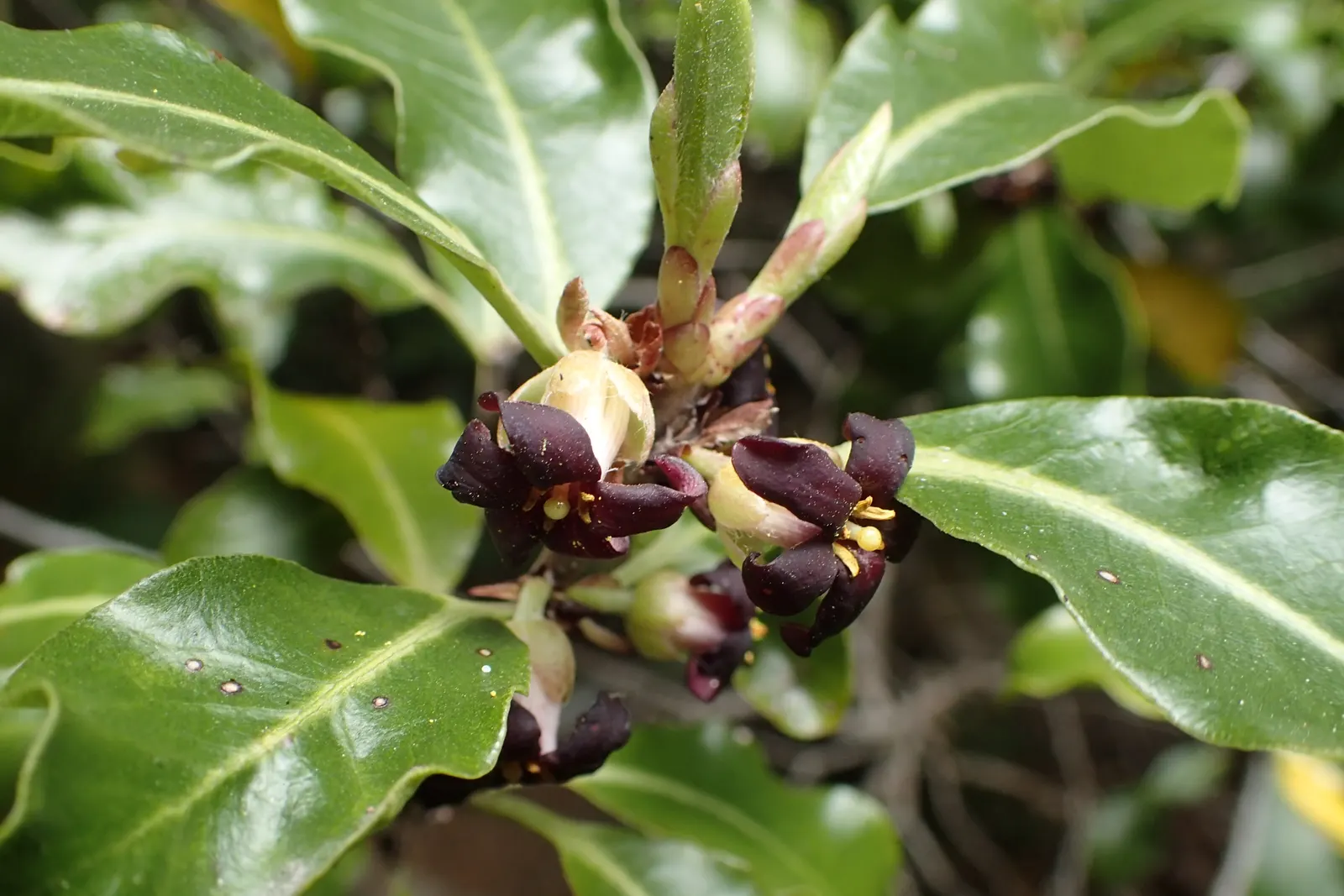 Blackstem Pittosporum (Pittosporum Tenuifolium) — honey-like fragrance when bruised.<br><br>In terms of climate preferences, image 63