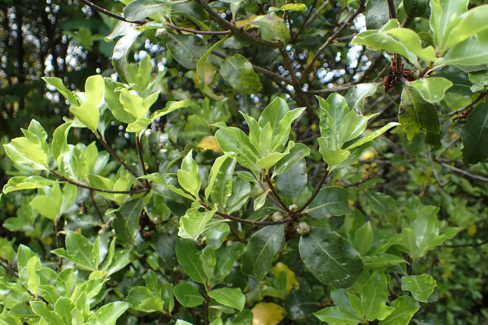 Blackstem Pittosporum (Pittosporum Tenuifolium) — It is adaptable to various soil types; the plant performs best in full sun to partial shade