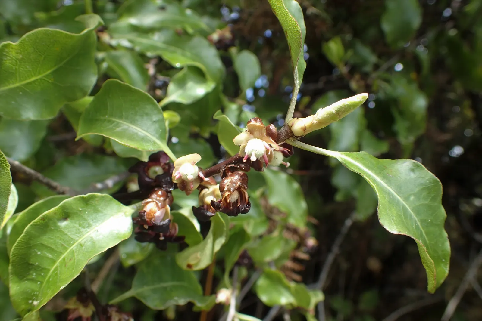 Blackstem Pittosporum (Pittosporum Tenuifolium) — shrub for full