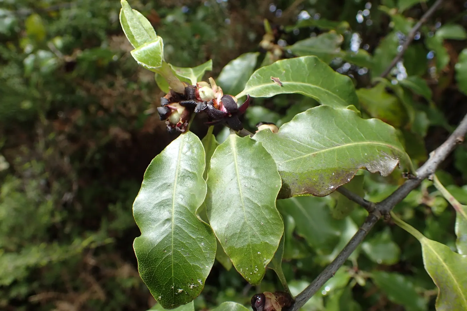 Blackstem Pittosporum (Pittosporum Tenuifolium) — indicative of its tolerance to a wide temperature range down to about 10 degrees Fahrenheit, image 65