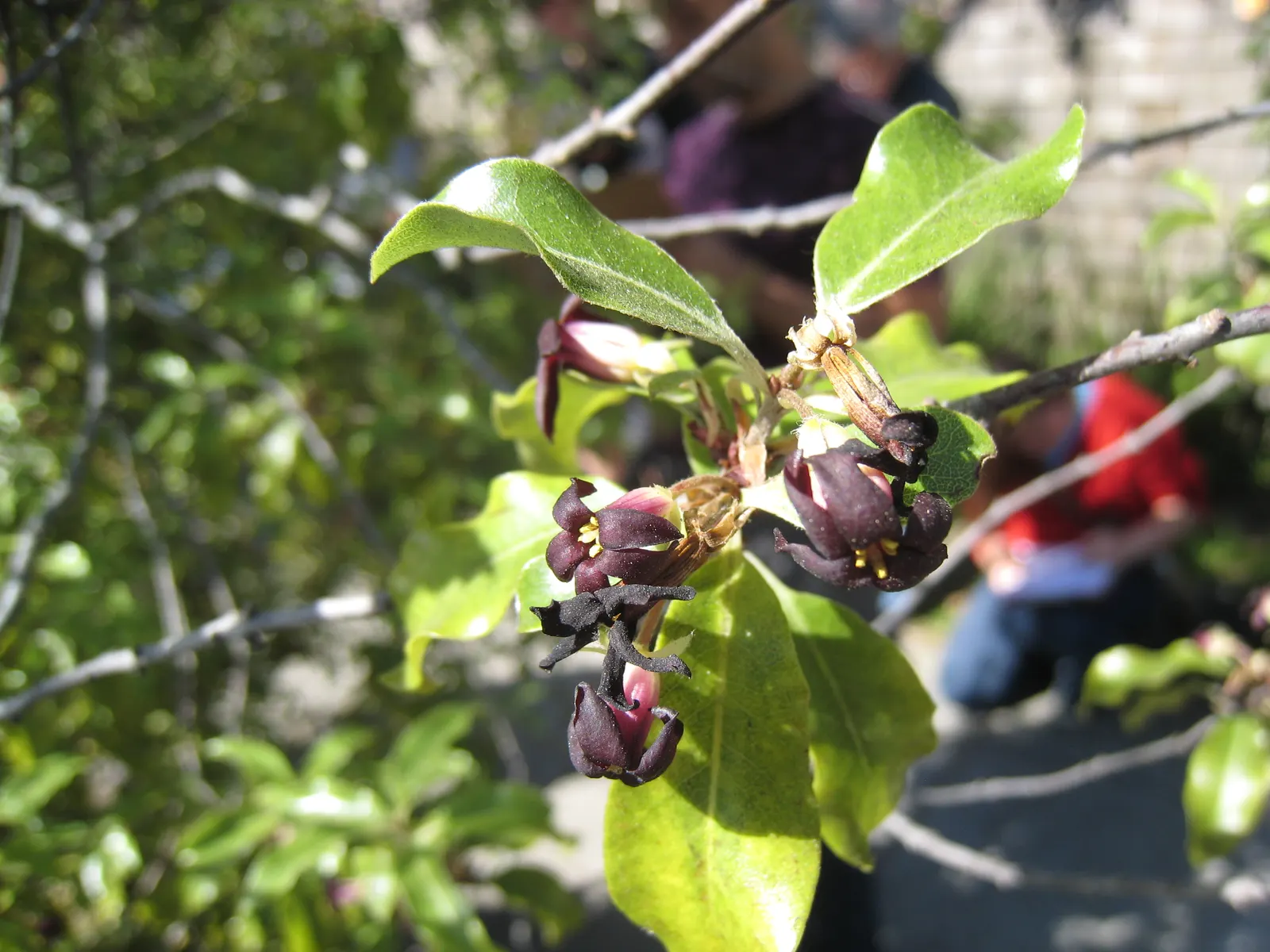 Blackstem Pittosporum (Pittosporum Tenuifolium) — dark purple flowers largely hidden by the foliage