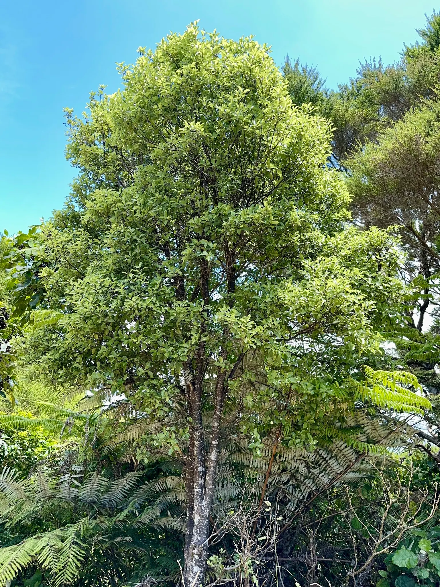 Blackstem Pittosporum (Pittosporum Tenuifolium) — It is adaptable to various soil types