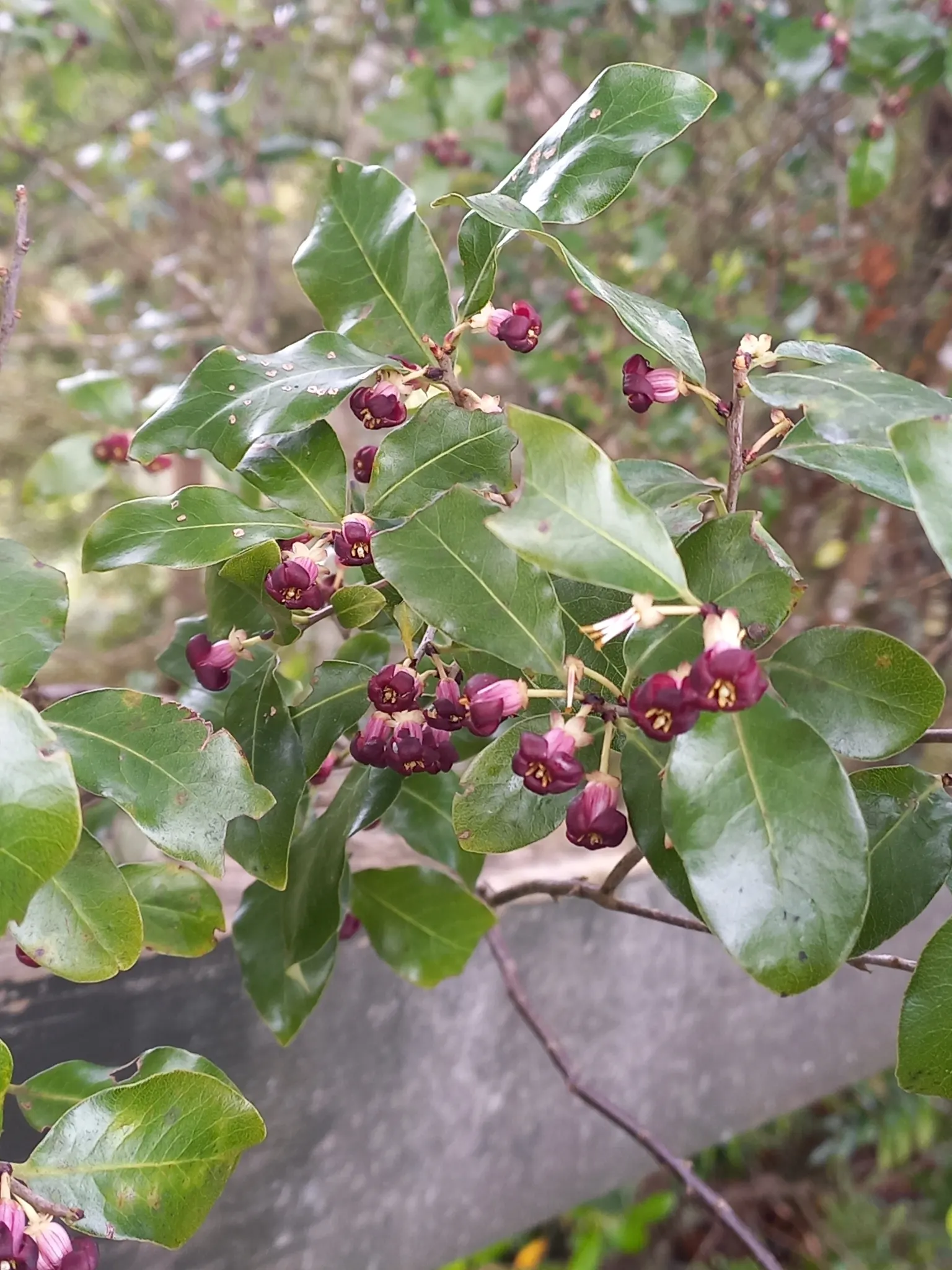 Blackstem Pittosporum (Pittosporum Tenuifolium) — yet these blossoms contribute to the beauty of this shrub with their sweet scent