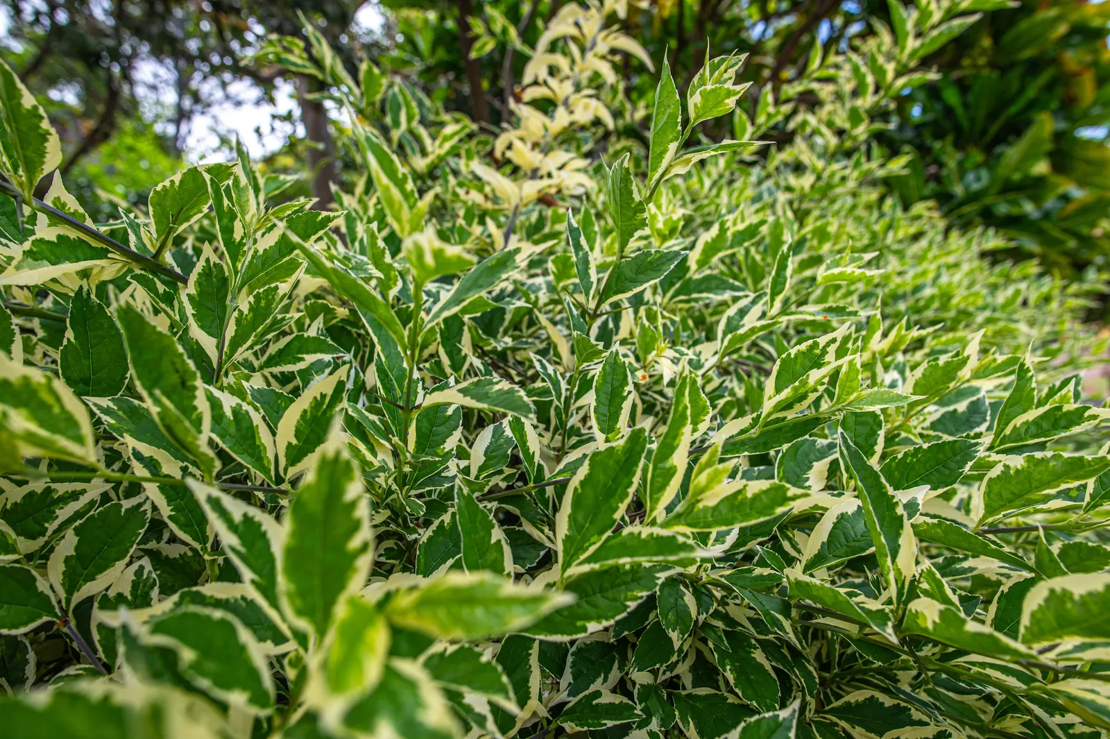 Blackstem Pittosporum (Pittosporum Tenuifolium) — enhancing the aesthetic appeal of any garden space it inhabits