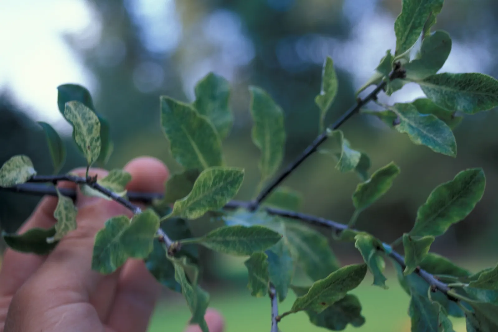 Blackstem Pittosporum (Pittosporum Tenuifolium) — purple flowers in the garden