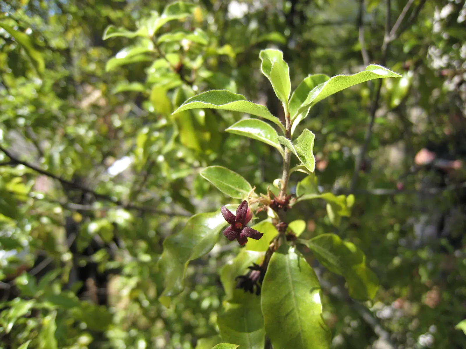 Blackstem Pittosporum (Pittosporum Tenuifolium) — Low maintenance by nature