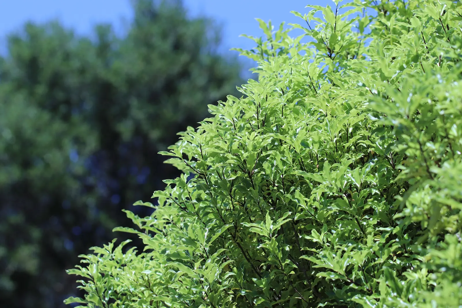 Blackstem Pittosporum (Pittosporum Tenuifolium) — Tolerant of various soils, it thrives in USDA zones 8-10