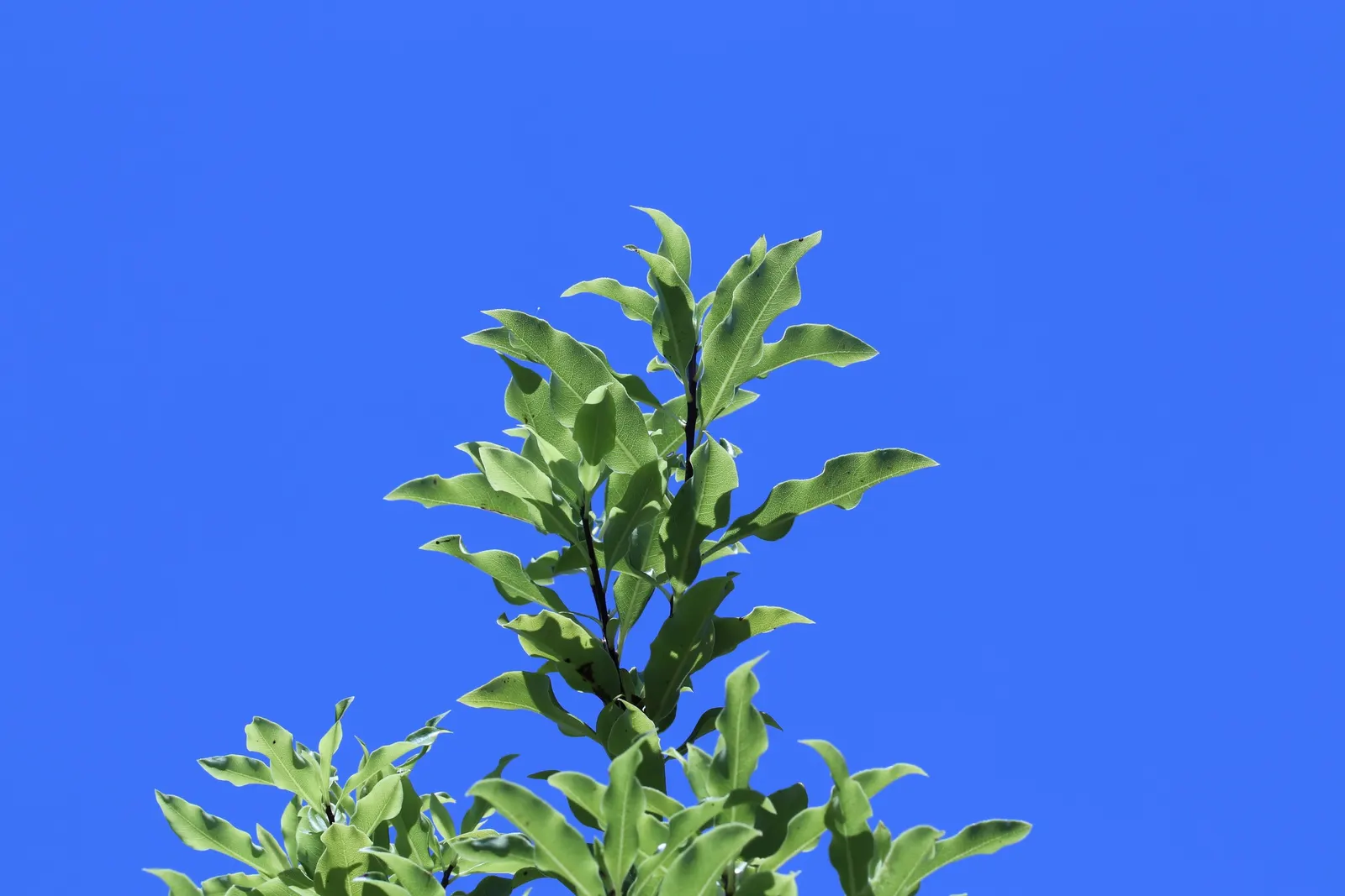 Blackstem Pittosporum (Pittosporum Tenuifolium) — Mature plants reach 10 to 20 feet in height, with a similar spread