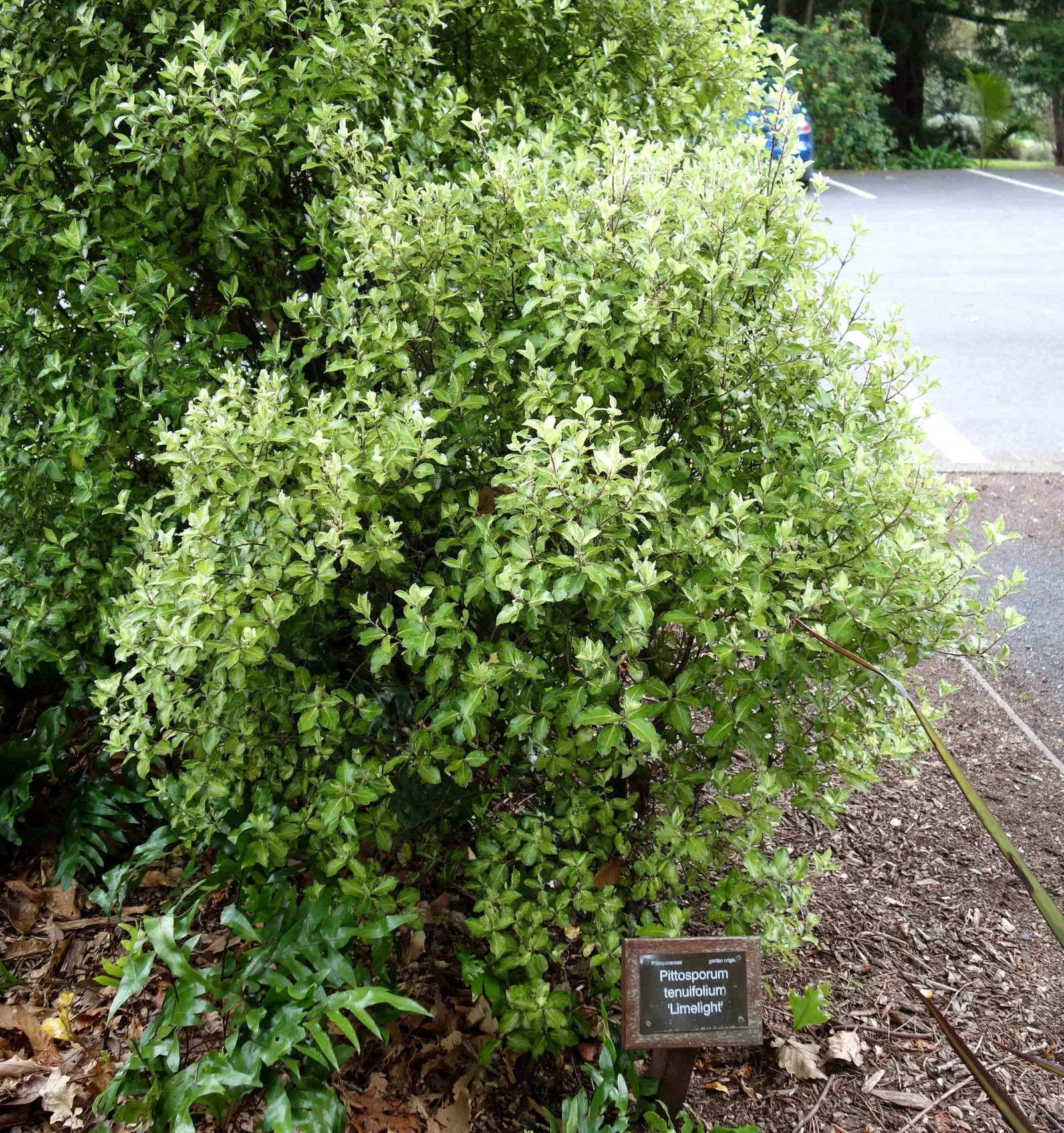 Blackstem Pittosporum (Pittosporum Tenuifolium) — indicative of its tolerance to a wide temperature range down to about 10 degrees Fahrenheit