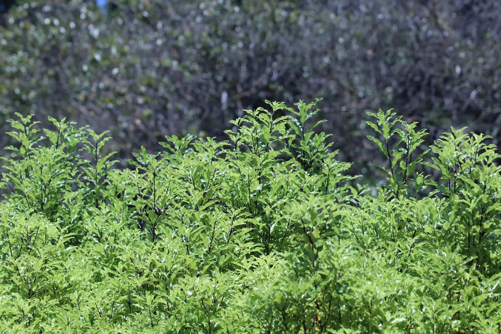 Blackstem Pittosporum (Pittosporum Tenuifolium) — enhancing its appeal in hedges or as a specimen plant