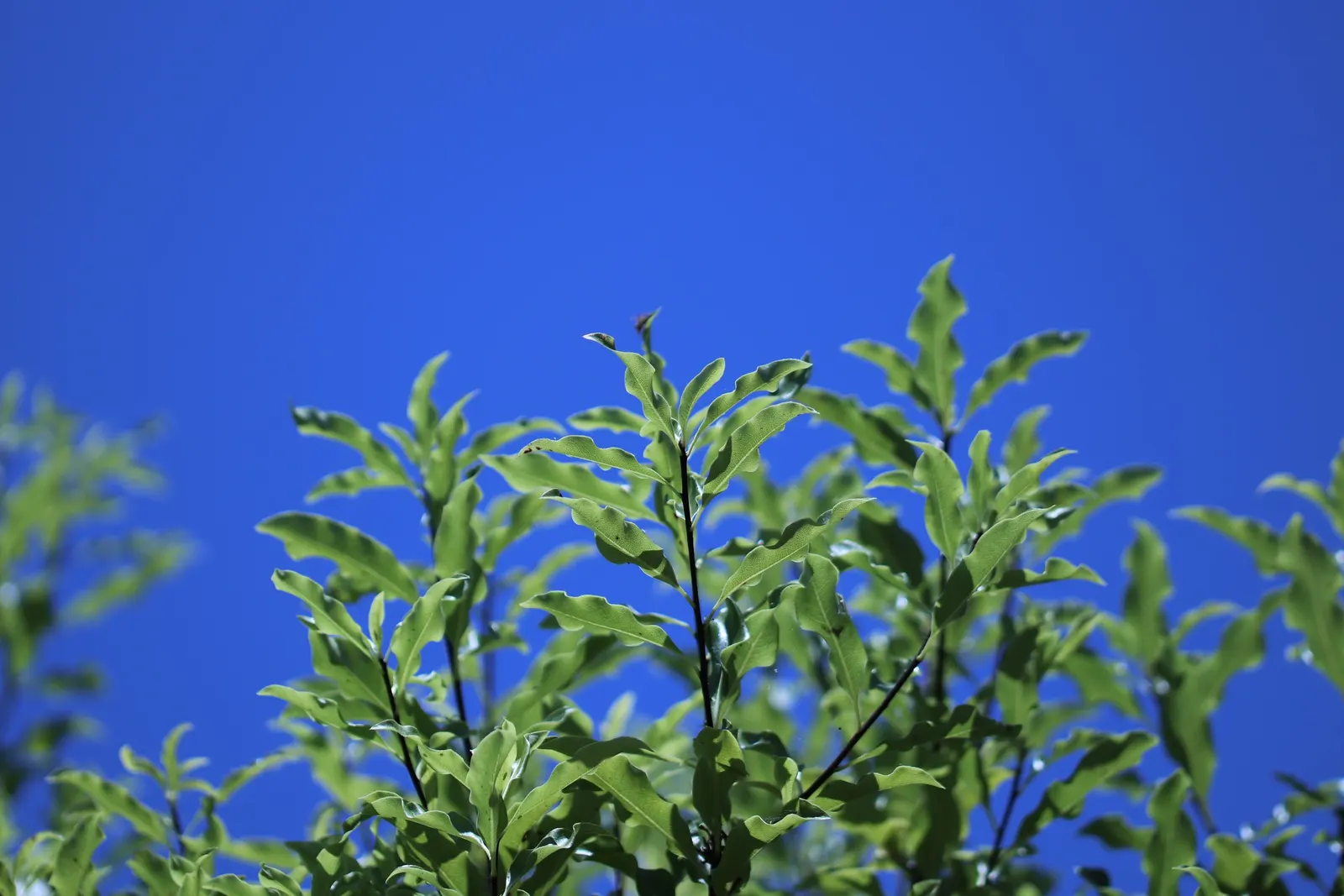Blackstem Pittosporum (Pittosporum Tenuifolium) — is an elegant evergreen shrub renowned for both its architectural form and resilience