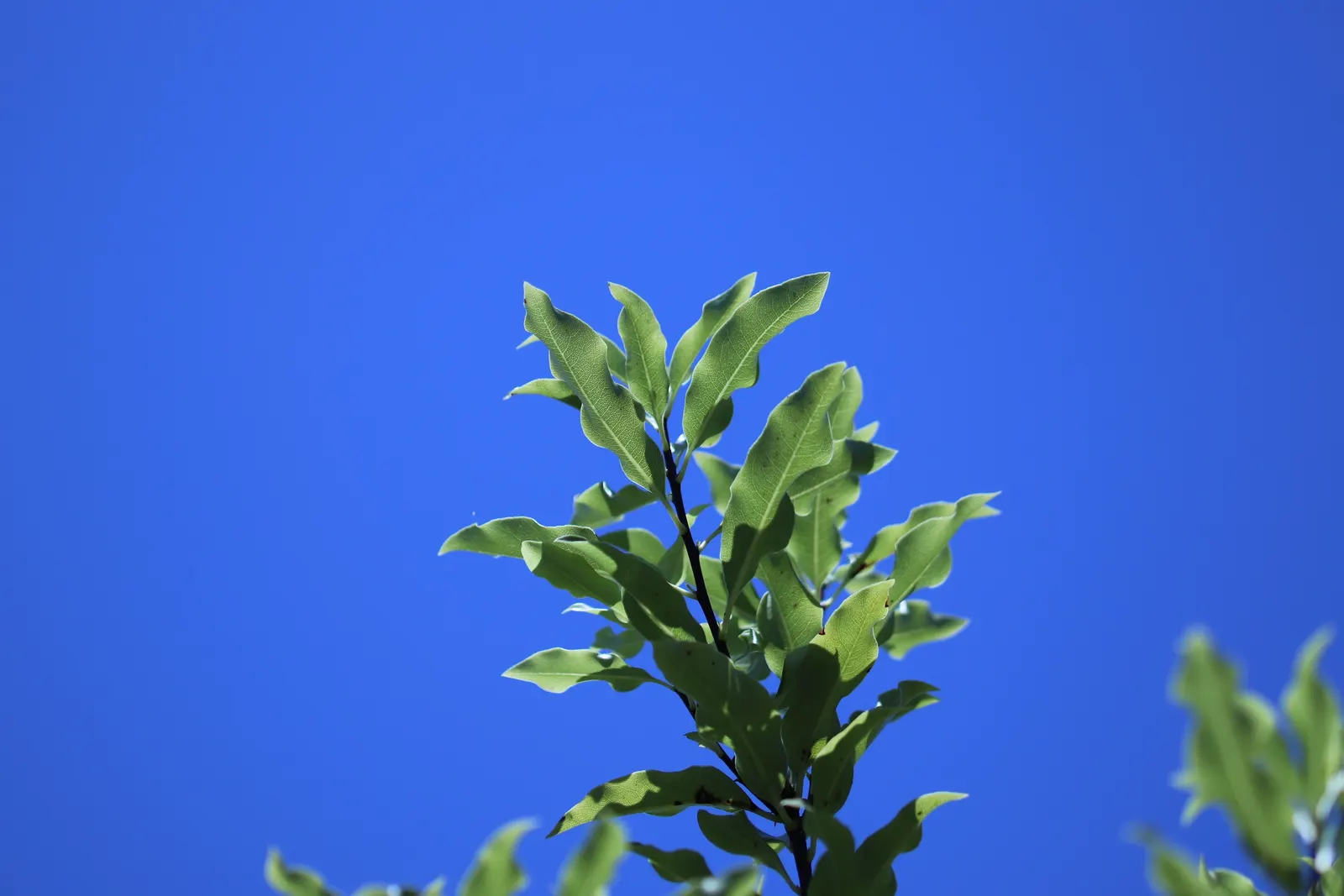 Blackstem Pittosporum (Pittosporum Tenuifolium) — requiring minimal upkeep once established