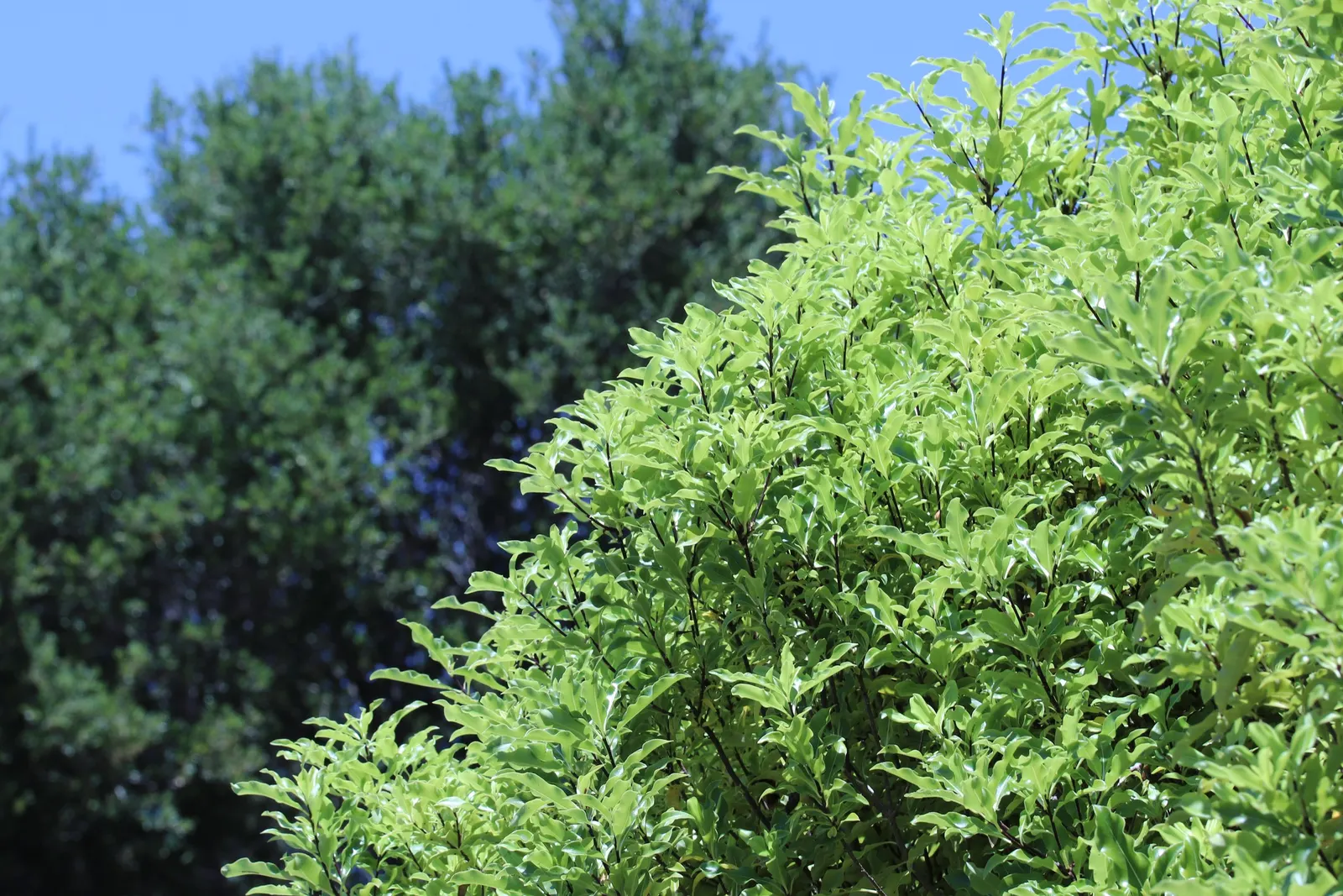 Blackstem Pittosporum (Pittosporum Tenuifolium) — dark purple-black stems create a striking contrast to the wavy