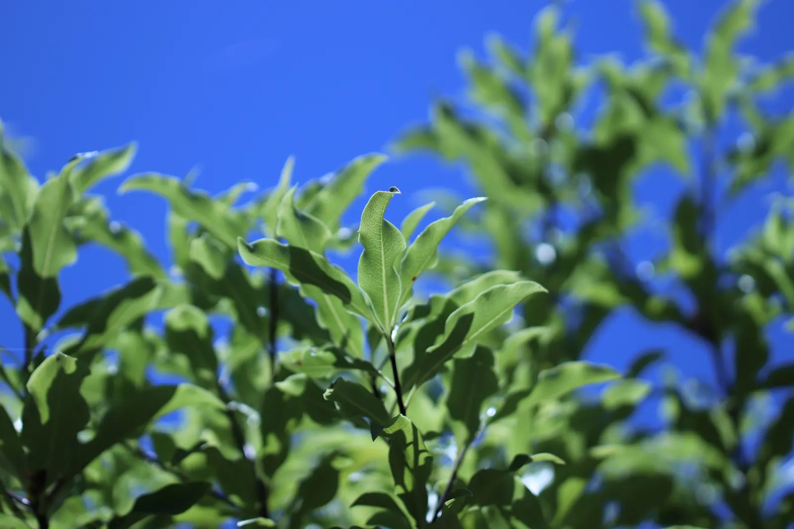 Blackstem Pittosporum (Pittosporum Tenuifolium) — this species boasts a moderate growth rate and can be a striking addition as a screen
