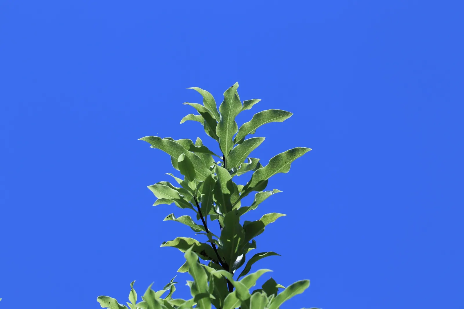 Blackstem Pittosporum (Pittosporum Tenuifolium) — scientifically known as Pittosporum tenuifolium