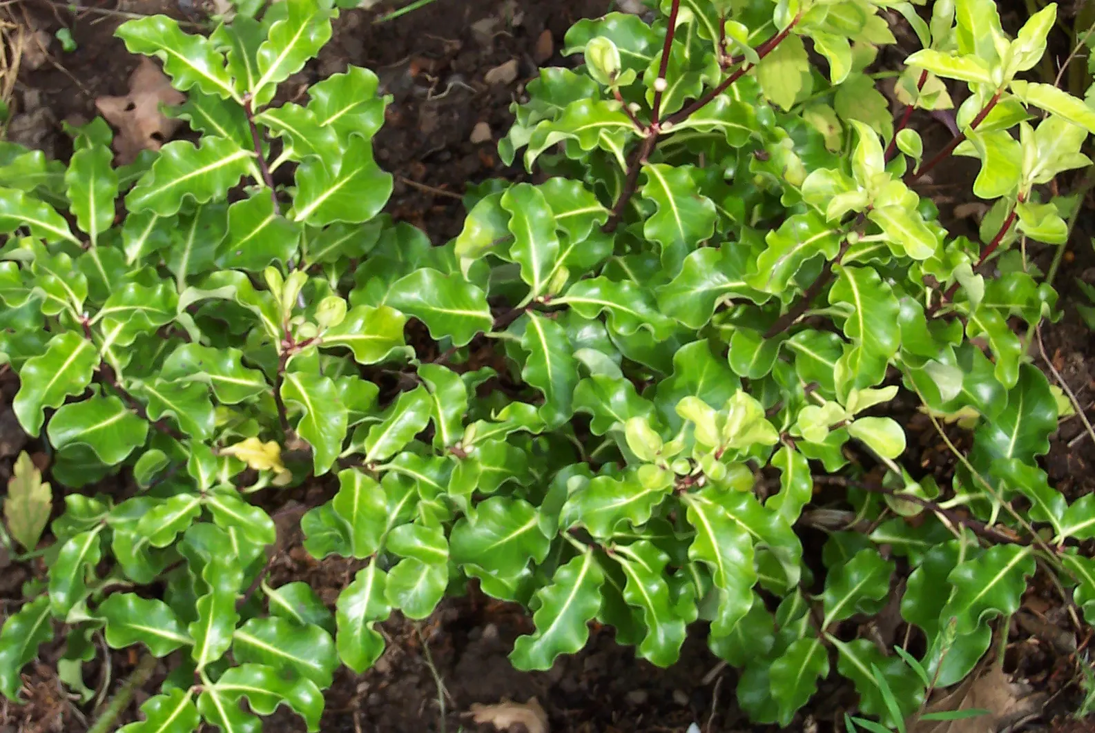 Blackstem Pittosporum (Pittosporum Tenuifolium) — dark purple flowers largely hidden by the foliage; purple flowers in the garden, image 68
