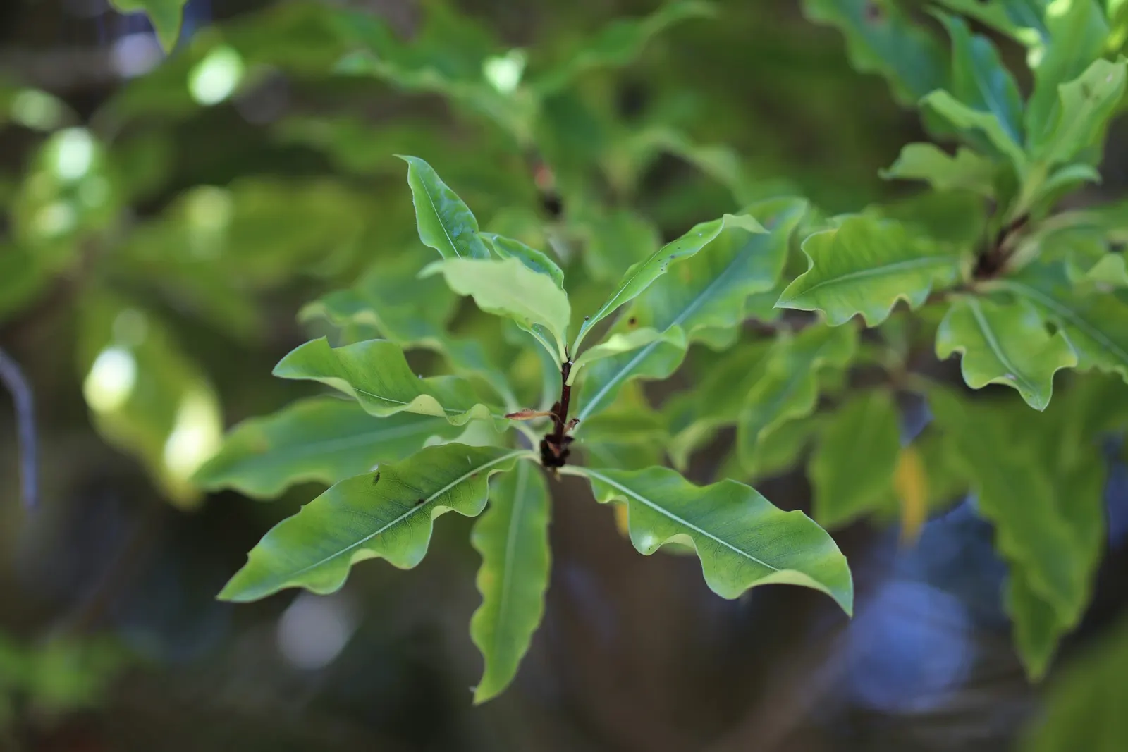 Blackstem Pittosporum (Pittosporum Tenuifolium) — with a spread of 5 to 10 feet