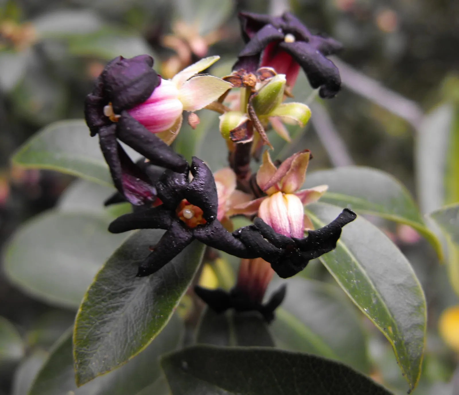 Blackstem Pittosporum (Pittosporum Tenuifolium) — The plant performs best in full sun to partial shade