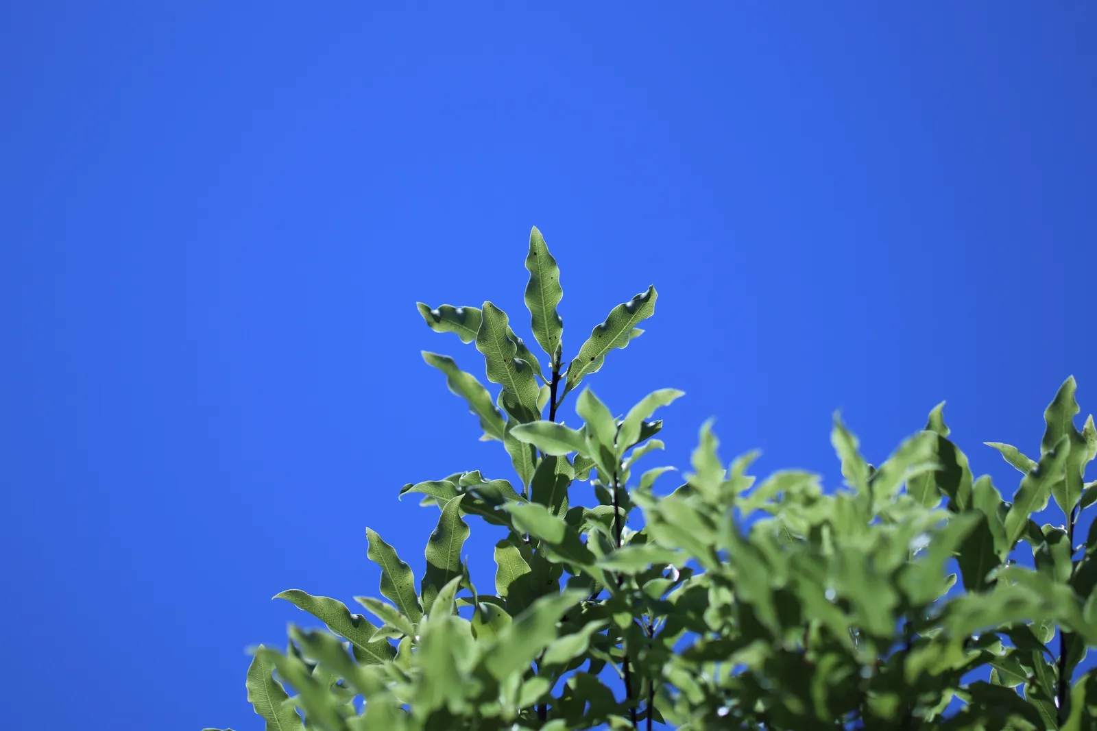 Blackstem Pittosporum (Pittosporum Tenuifolium) — honey-like fragrance when bruised.<br><br>In terms of climate preferences