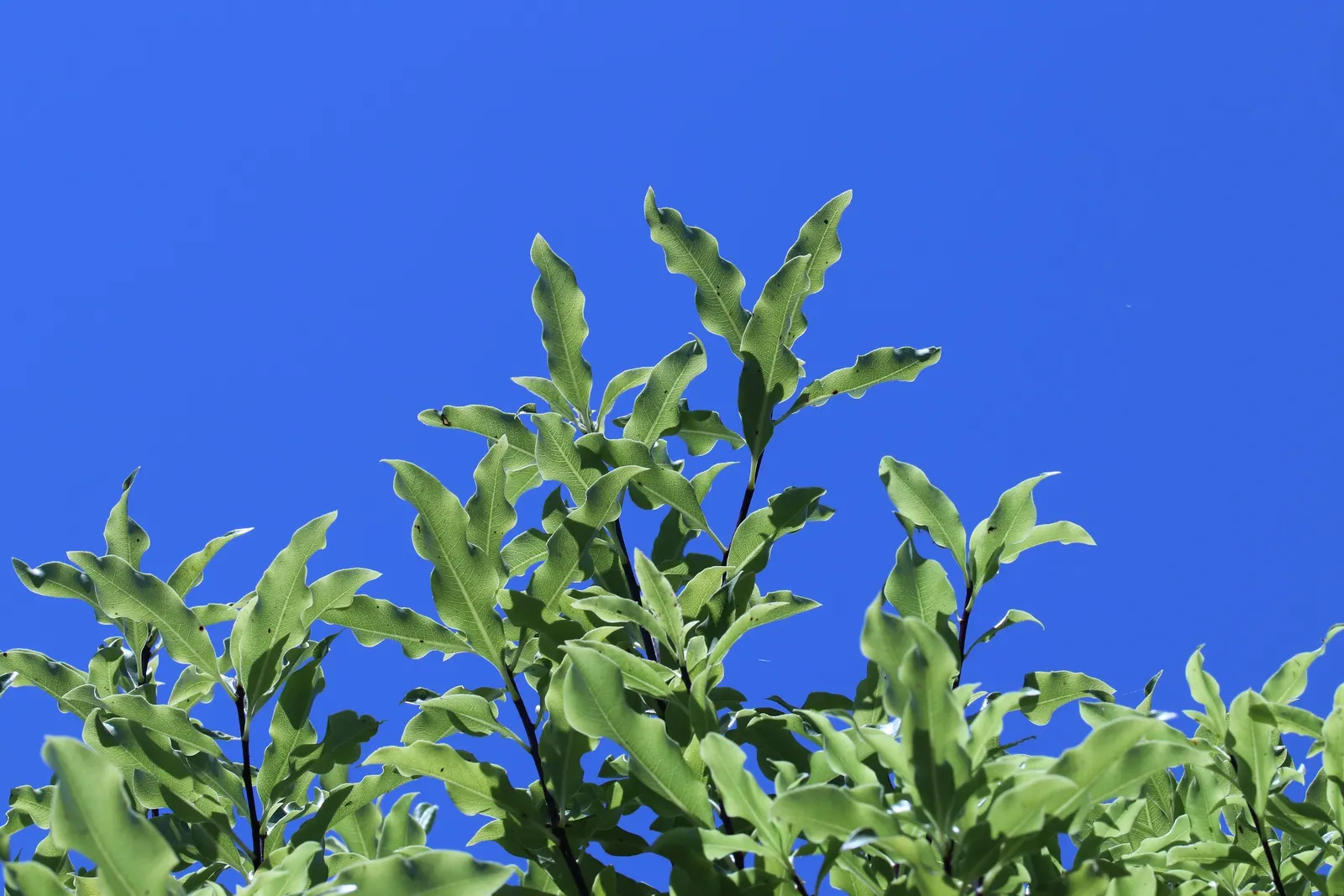 Blackstem Pittosporum (Pittosporum Tenuifolium) — Pittosporum tenuifolium thrives in USDA zones 8 to 10
